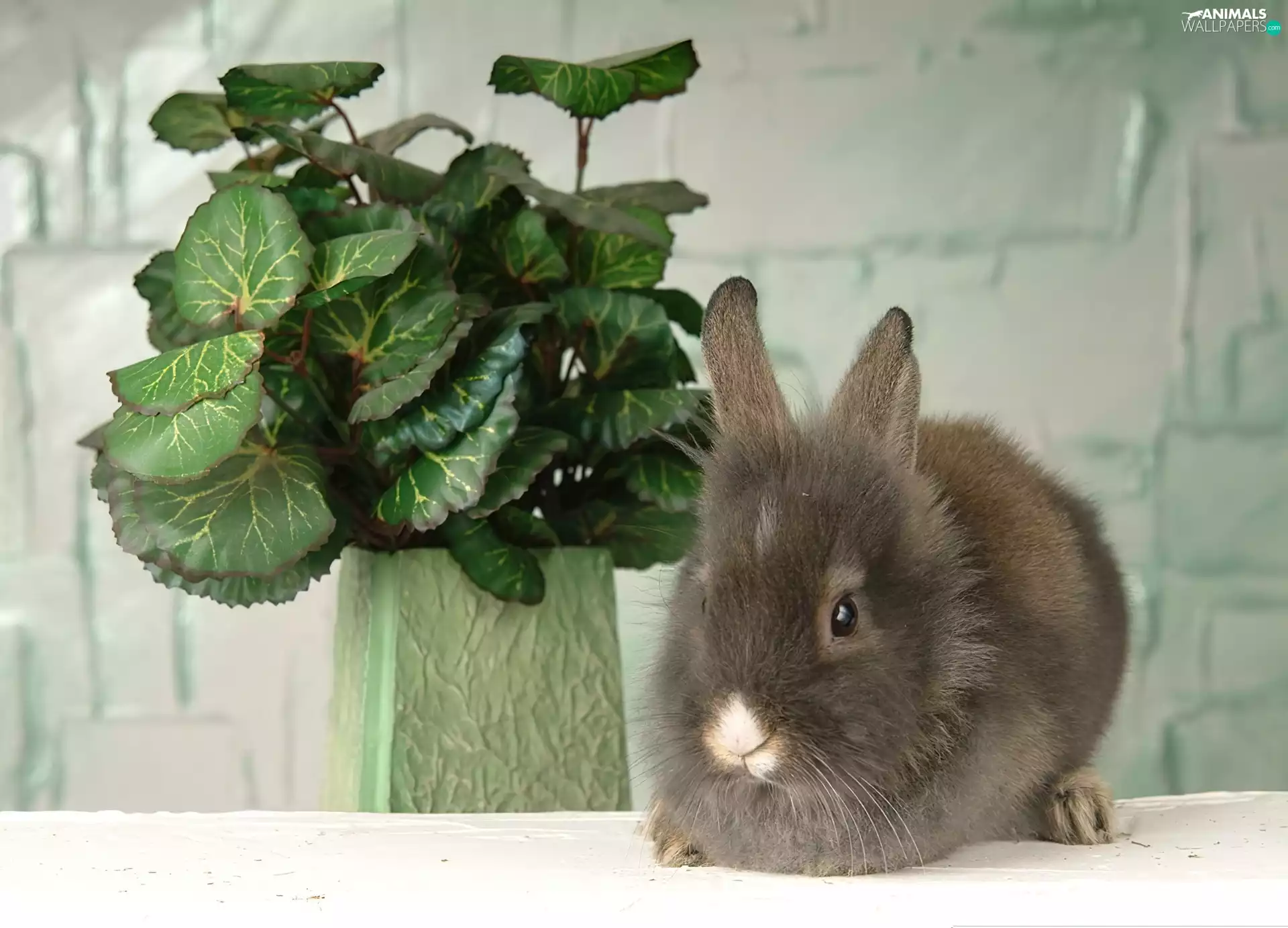 pot, Bunny, Colourfull Flowers