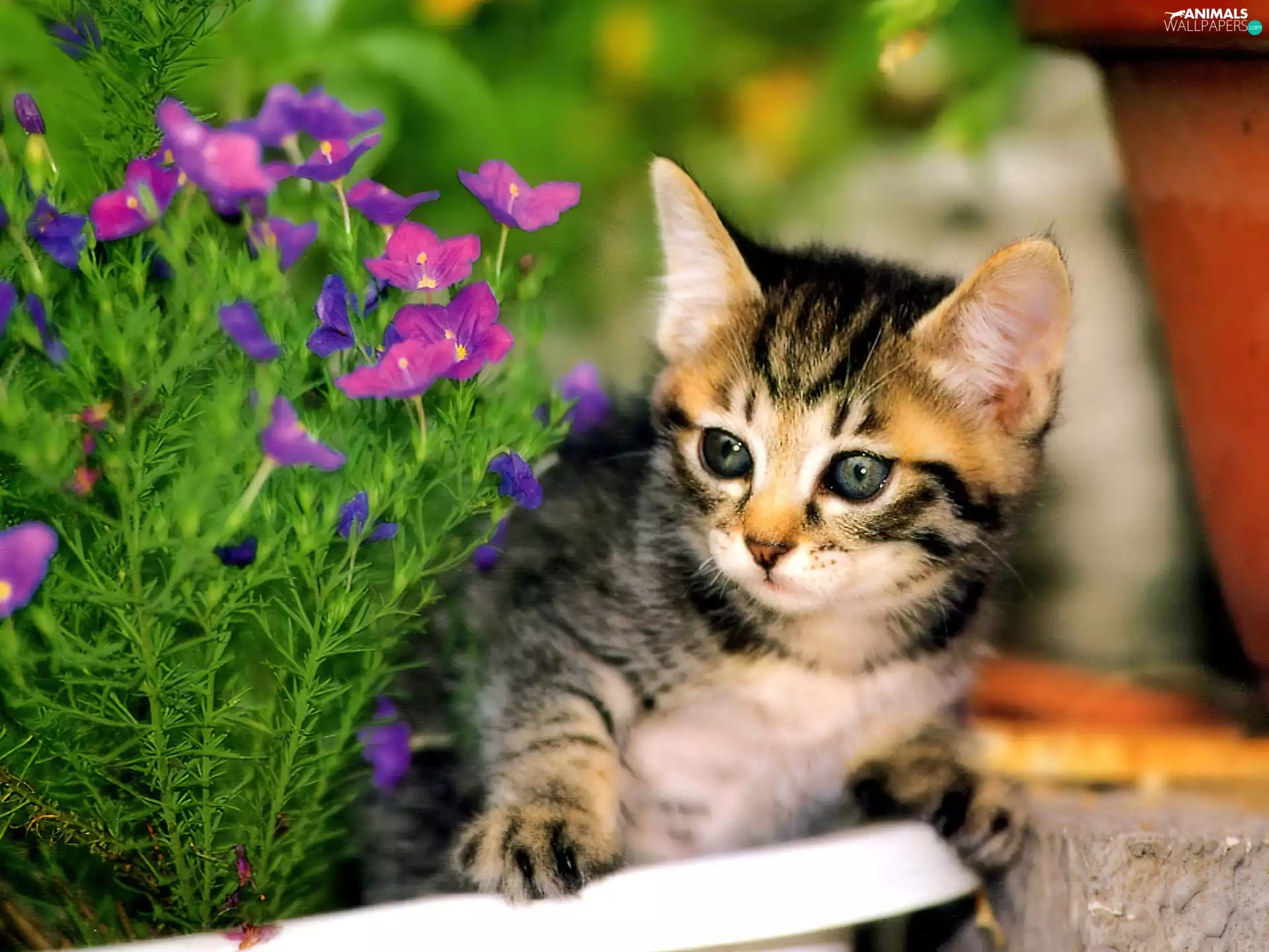Flowers, kitten, pot