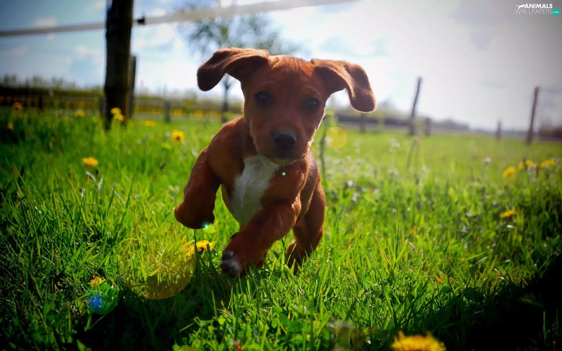 grass, Flowers, Puppy, Meadow, dog