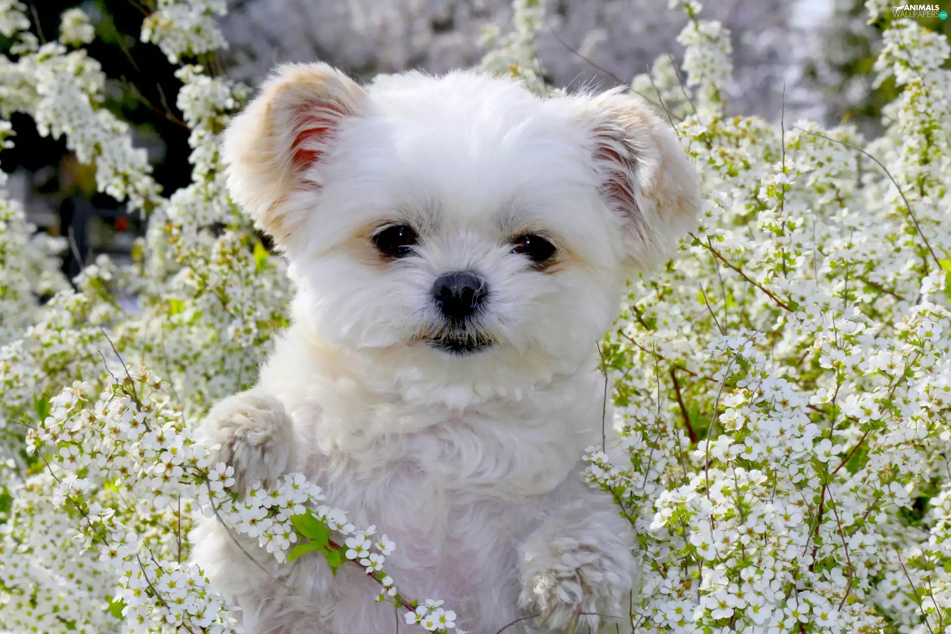 Flowers, White, Puppy