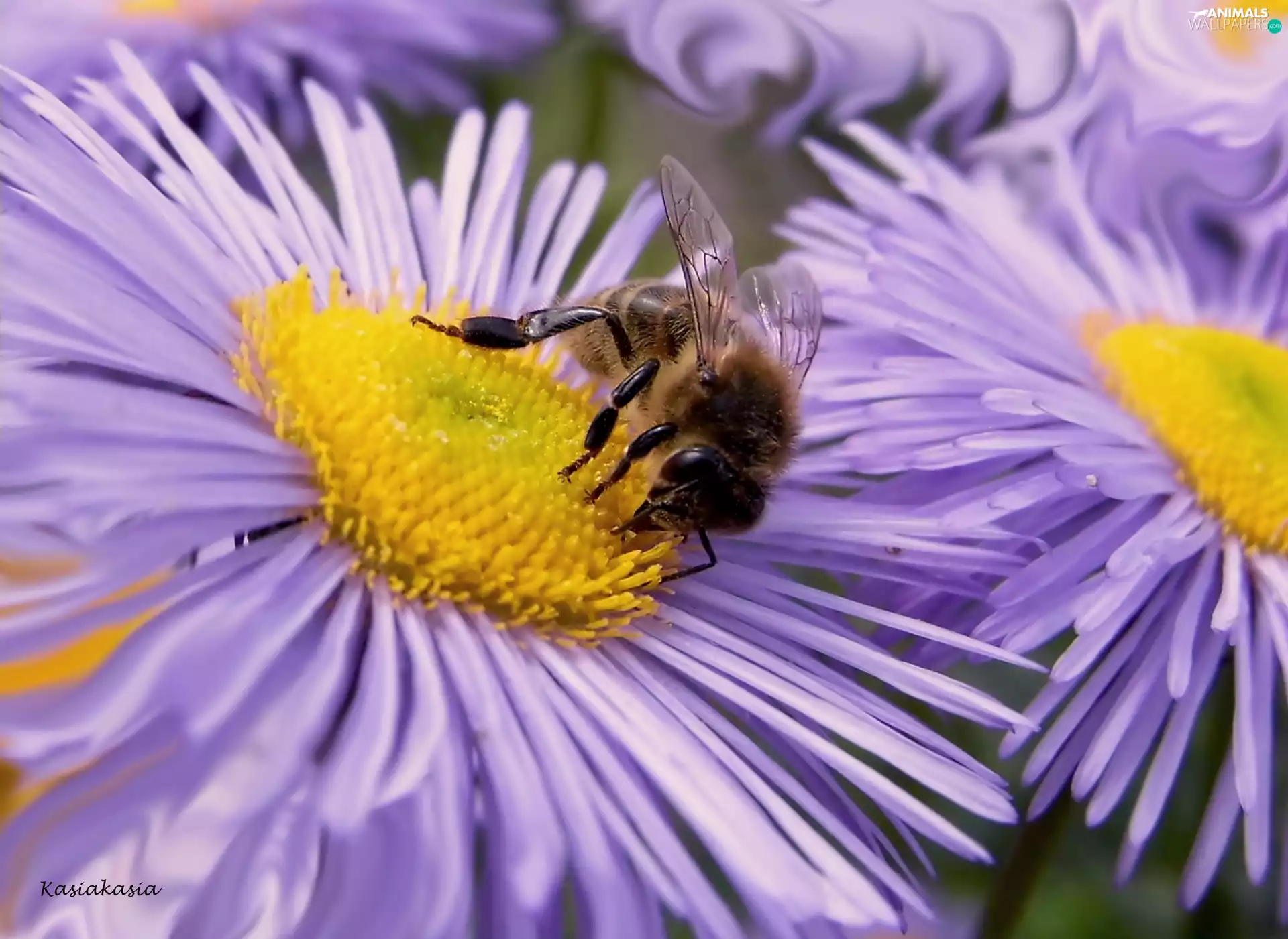 Flowers, bee, purple