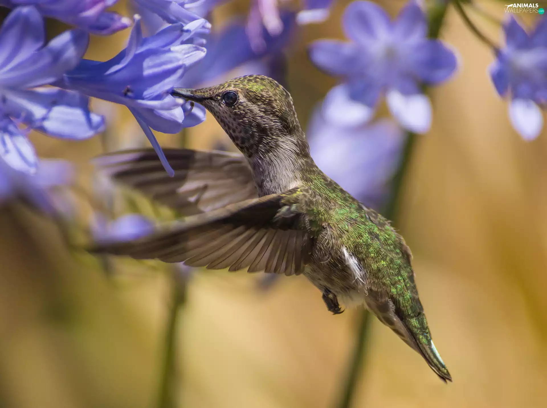 purple, humming-bird, Flowers
