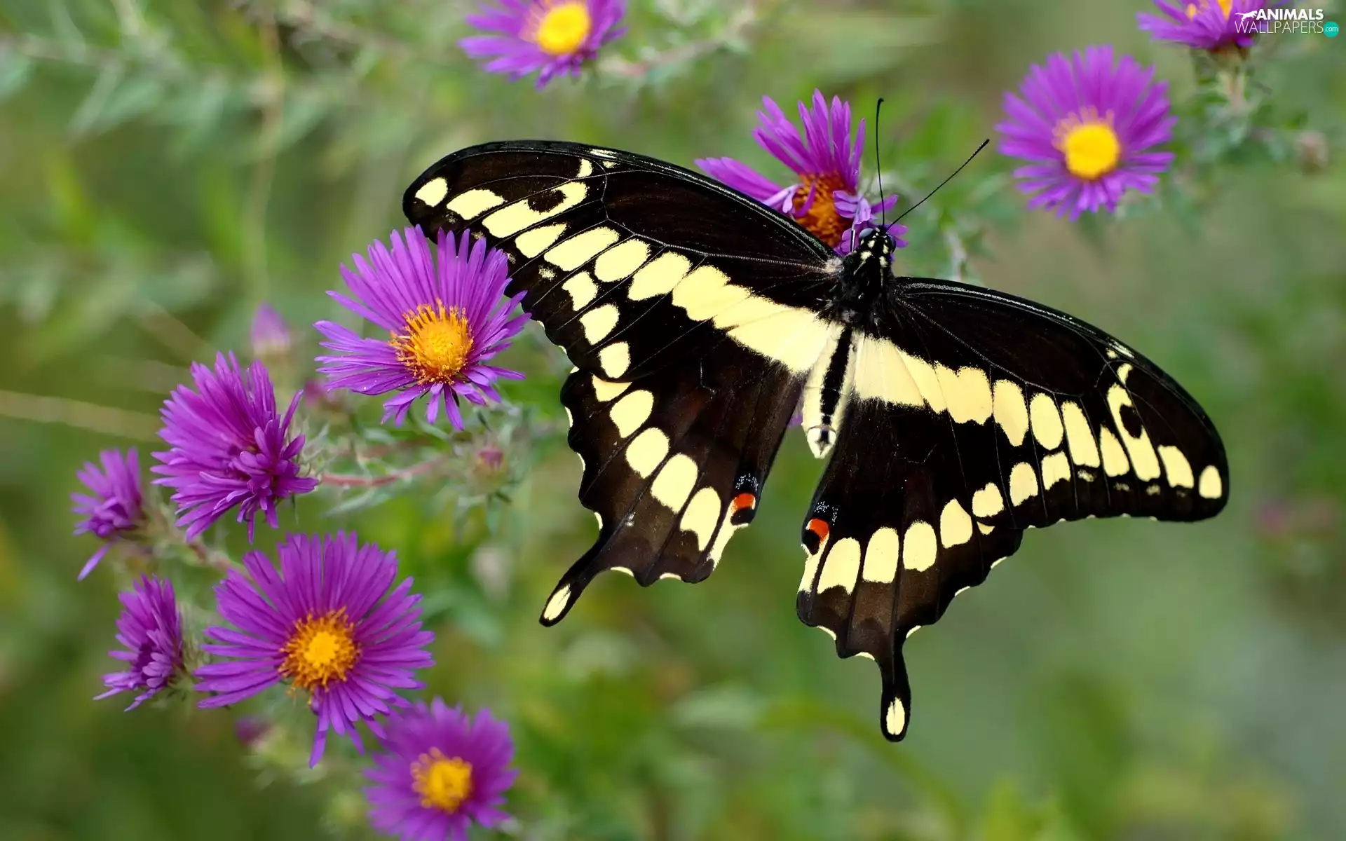 Flowers, butterfly, Purple