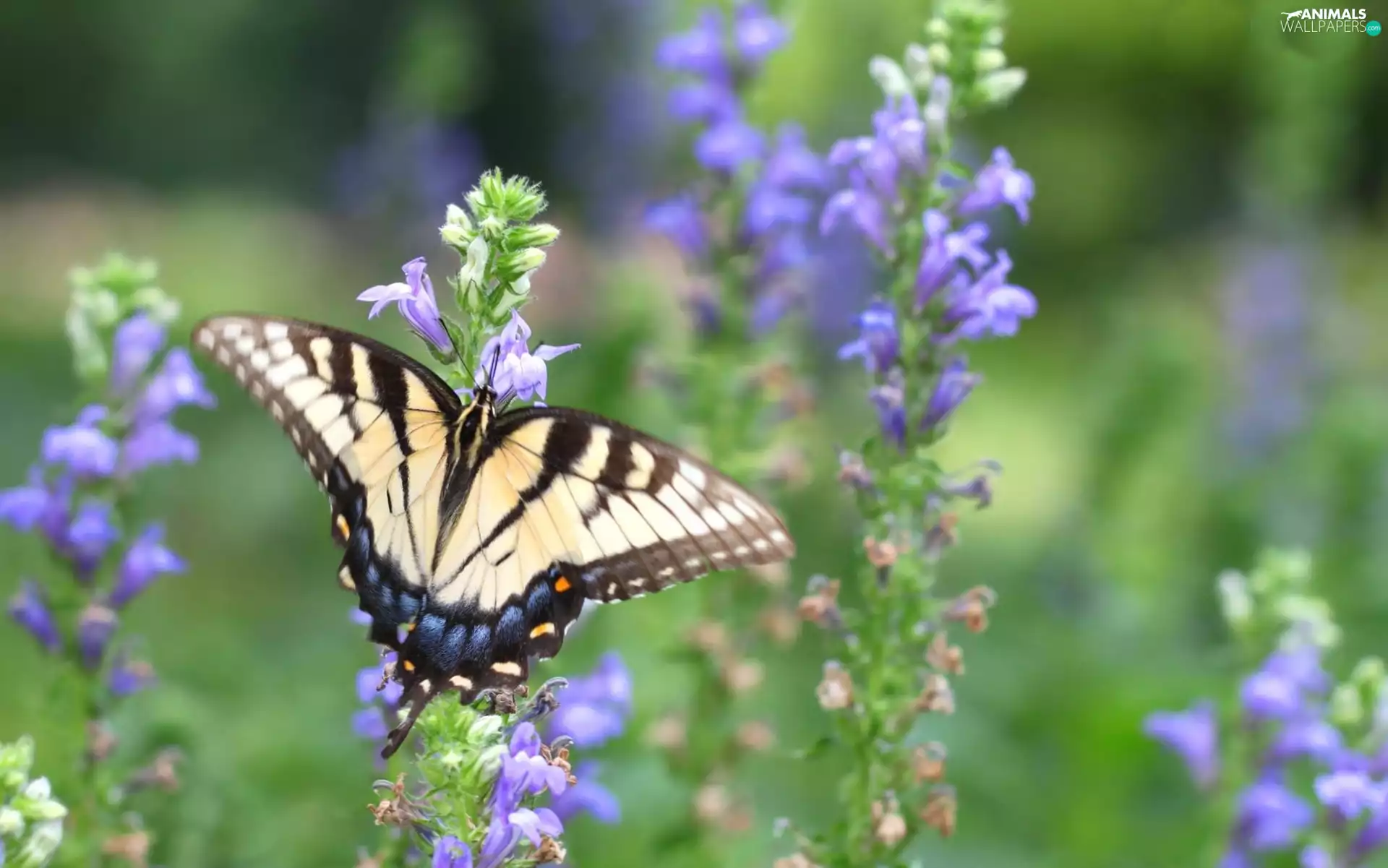 Flowers, butterfly, purple