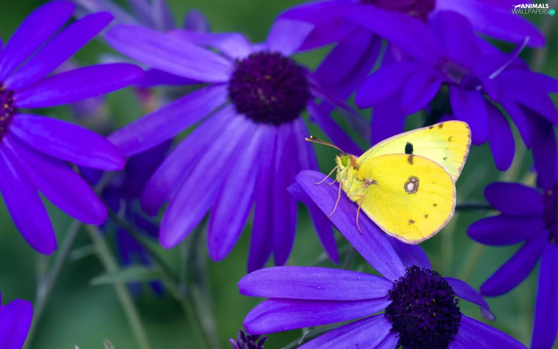 purple, Yellow, butterfly, Flowers