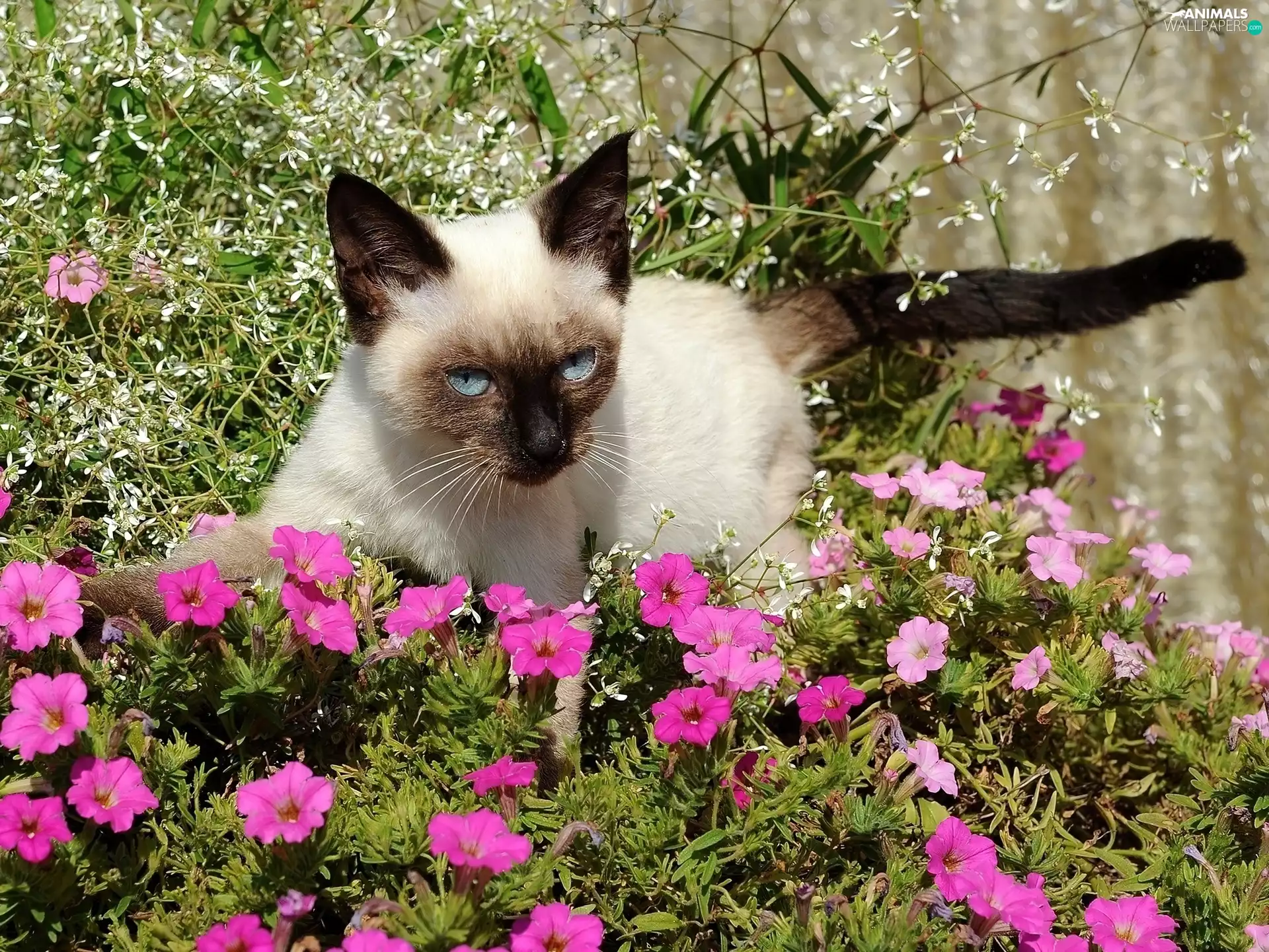 Flowers, cat, purple