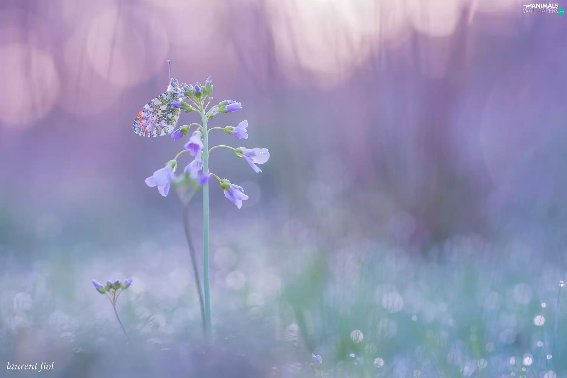 Orange Tip, rapprochement, Flowers, butterfly, purple