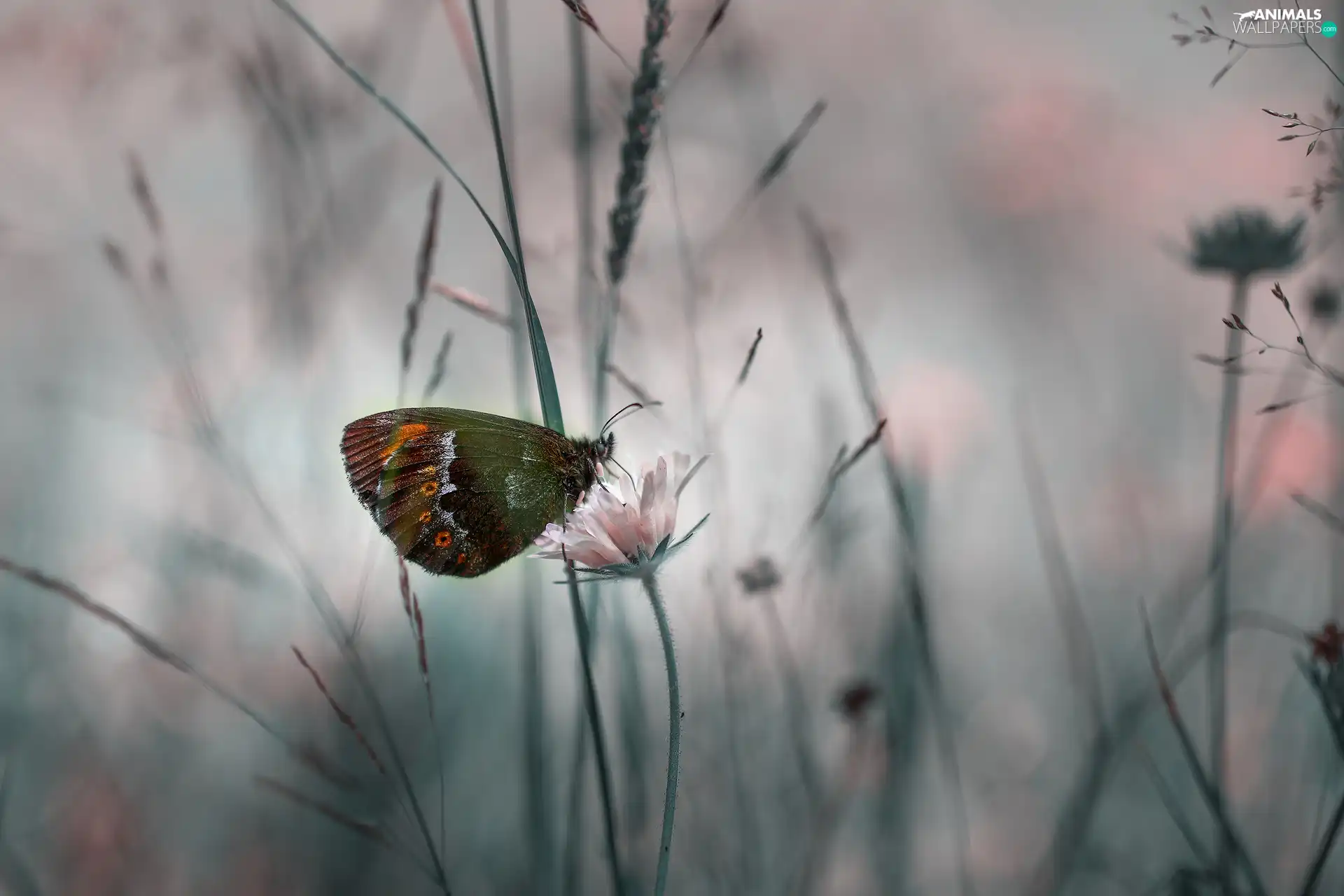 rapprochement, butterfly, Colourfull Flowers
