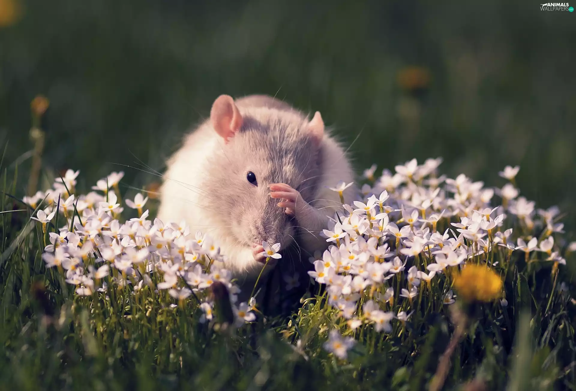 Flowers, rat