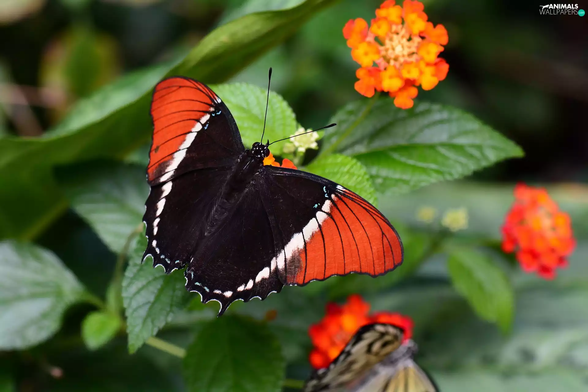 Colourfull Flowers, Red-black, butterfly