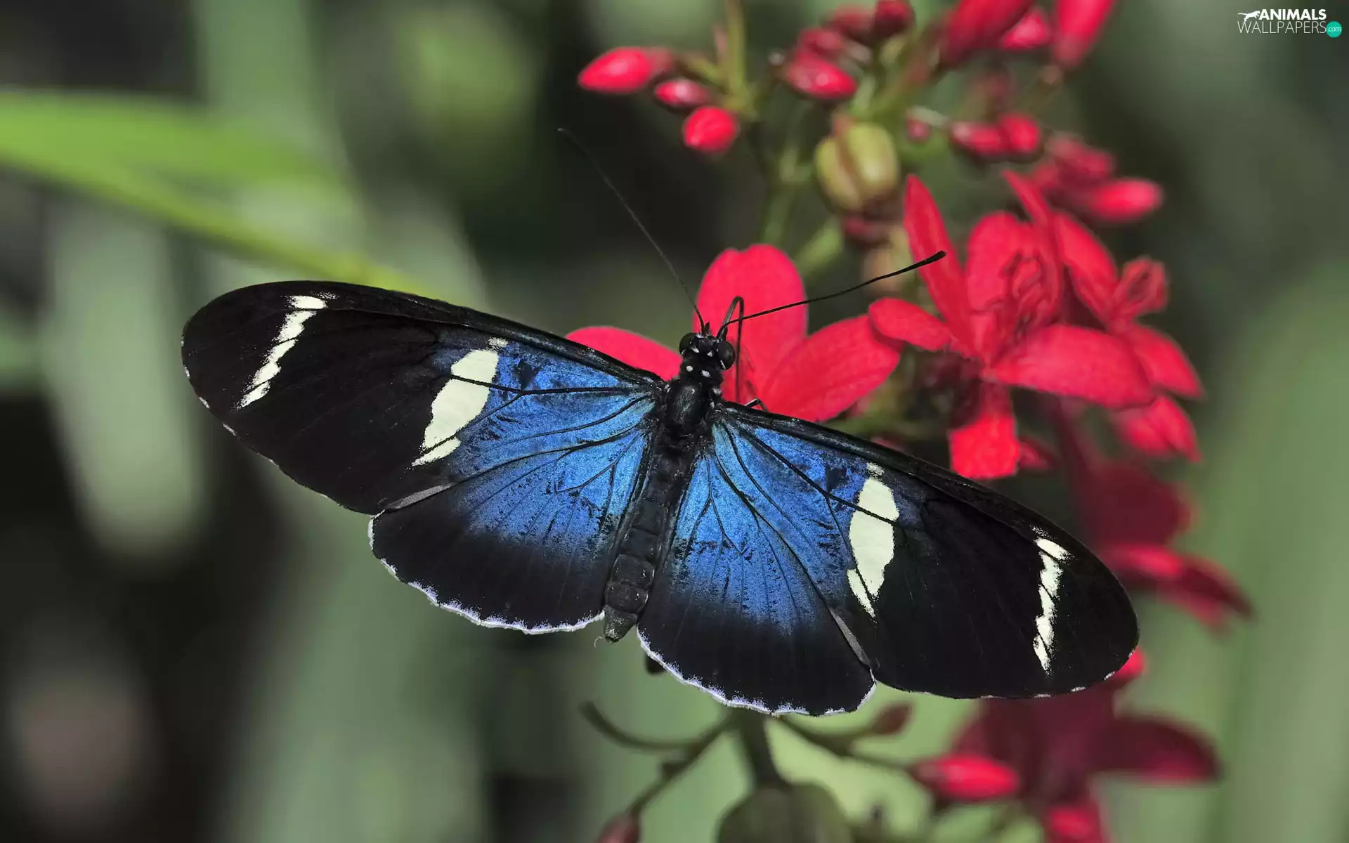 Flowers, butterfly, Red