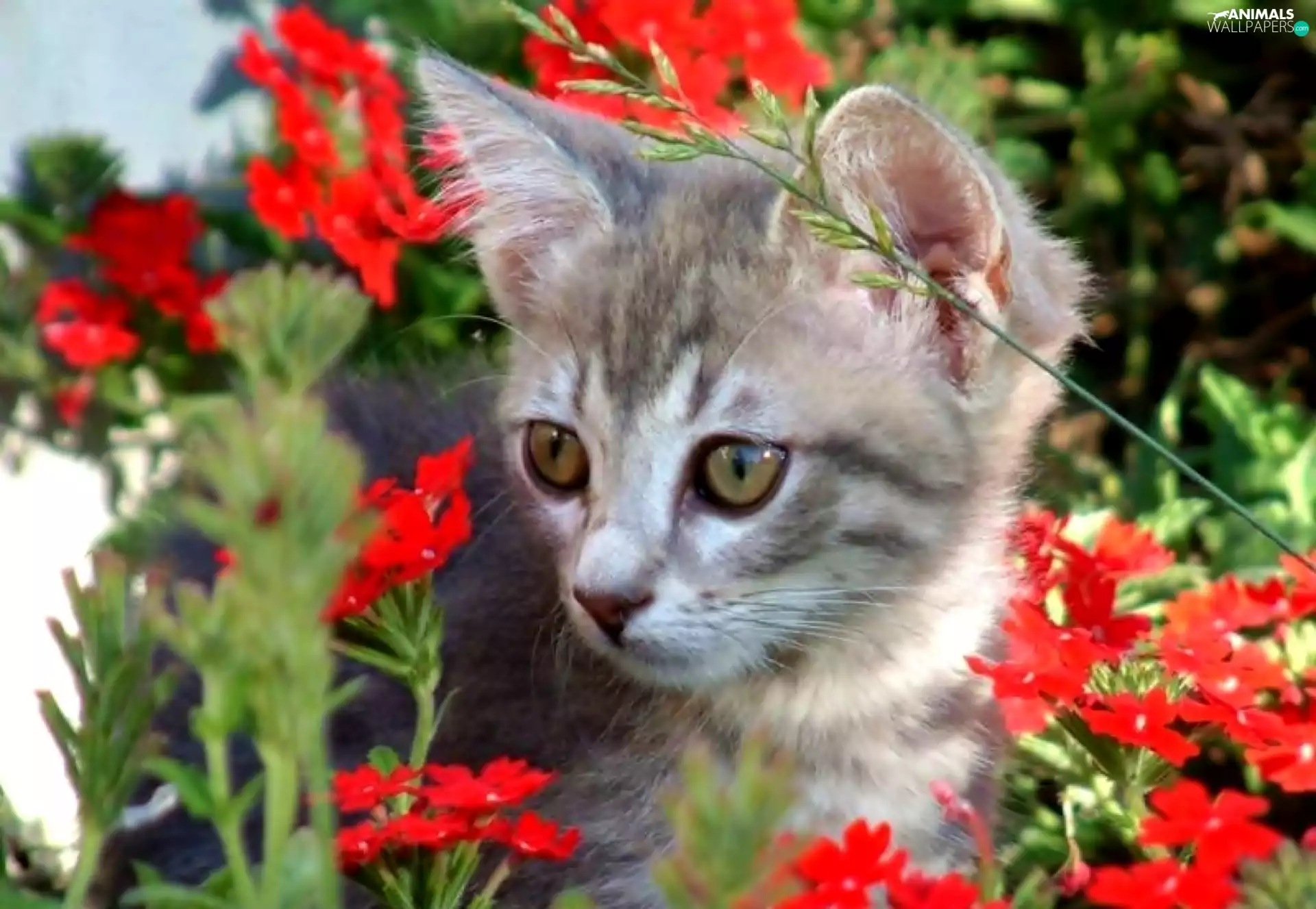Flowers, kitten, Red
