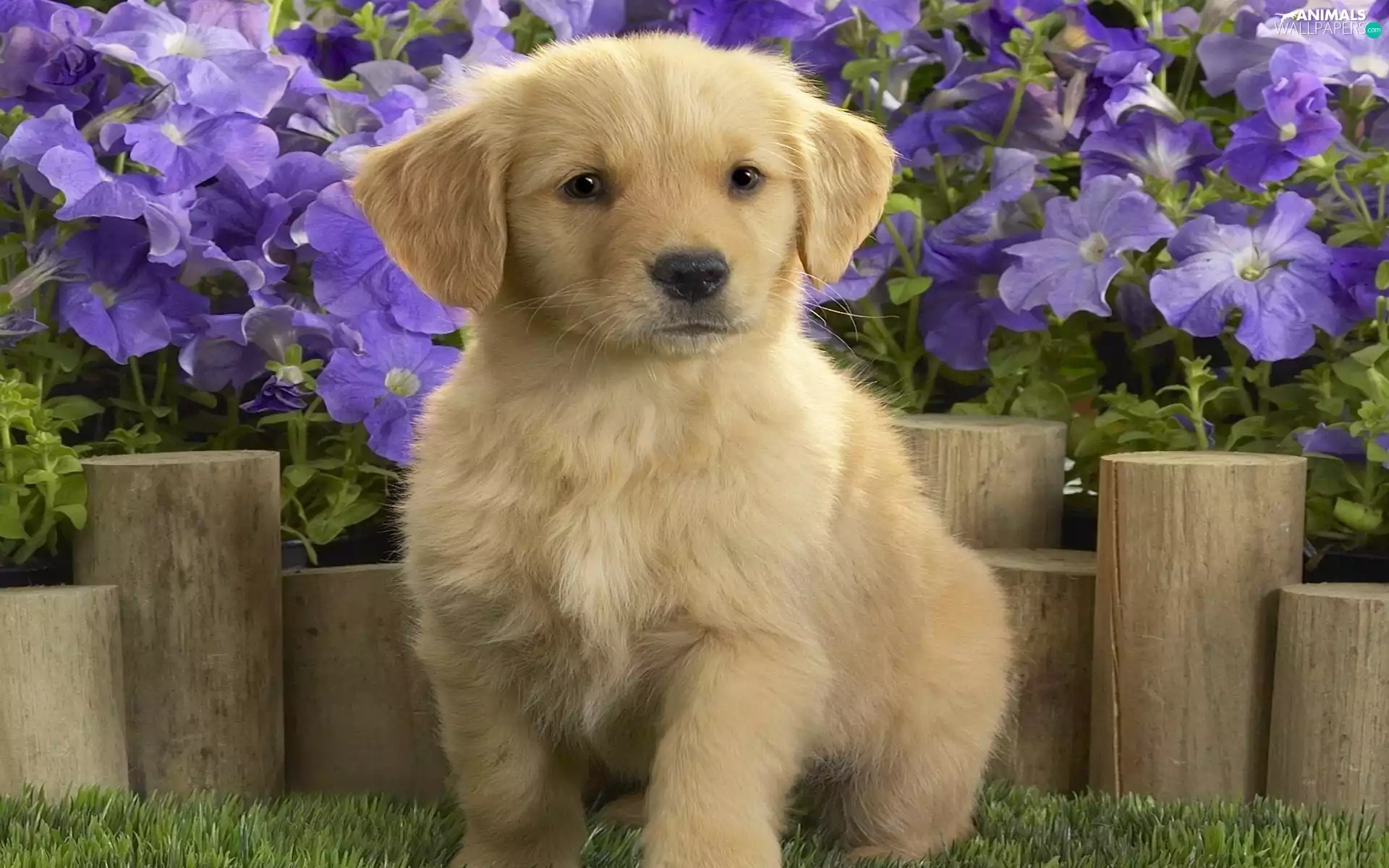 Flowers, Labrador, retriever