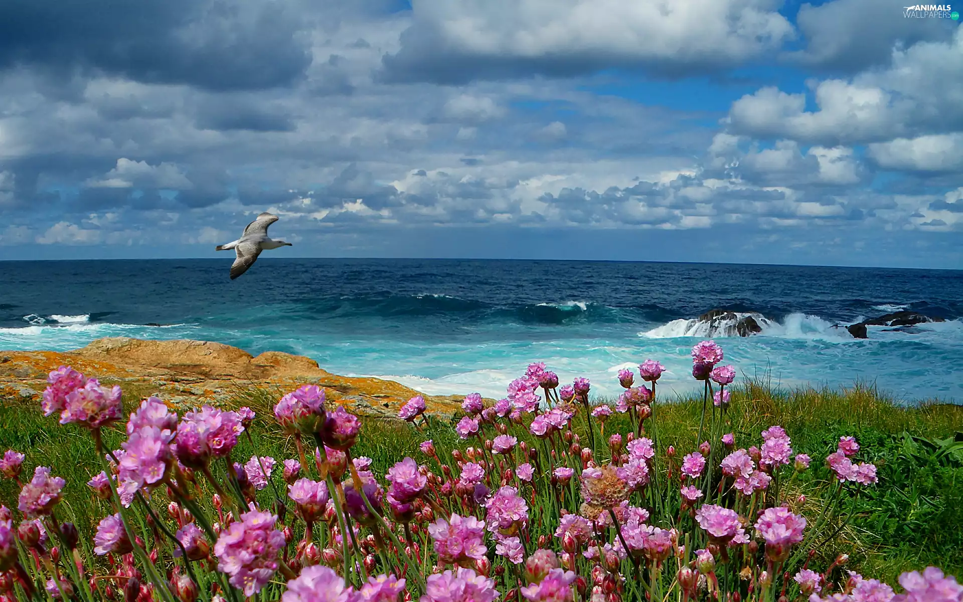 Waves, sea, Meadow, Flowers, Bird, rocks