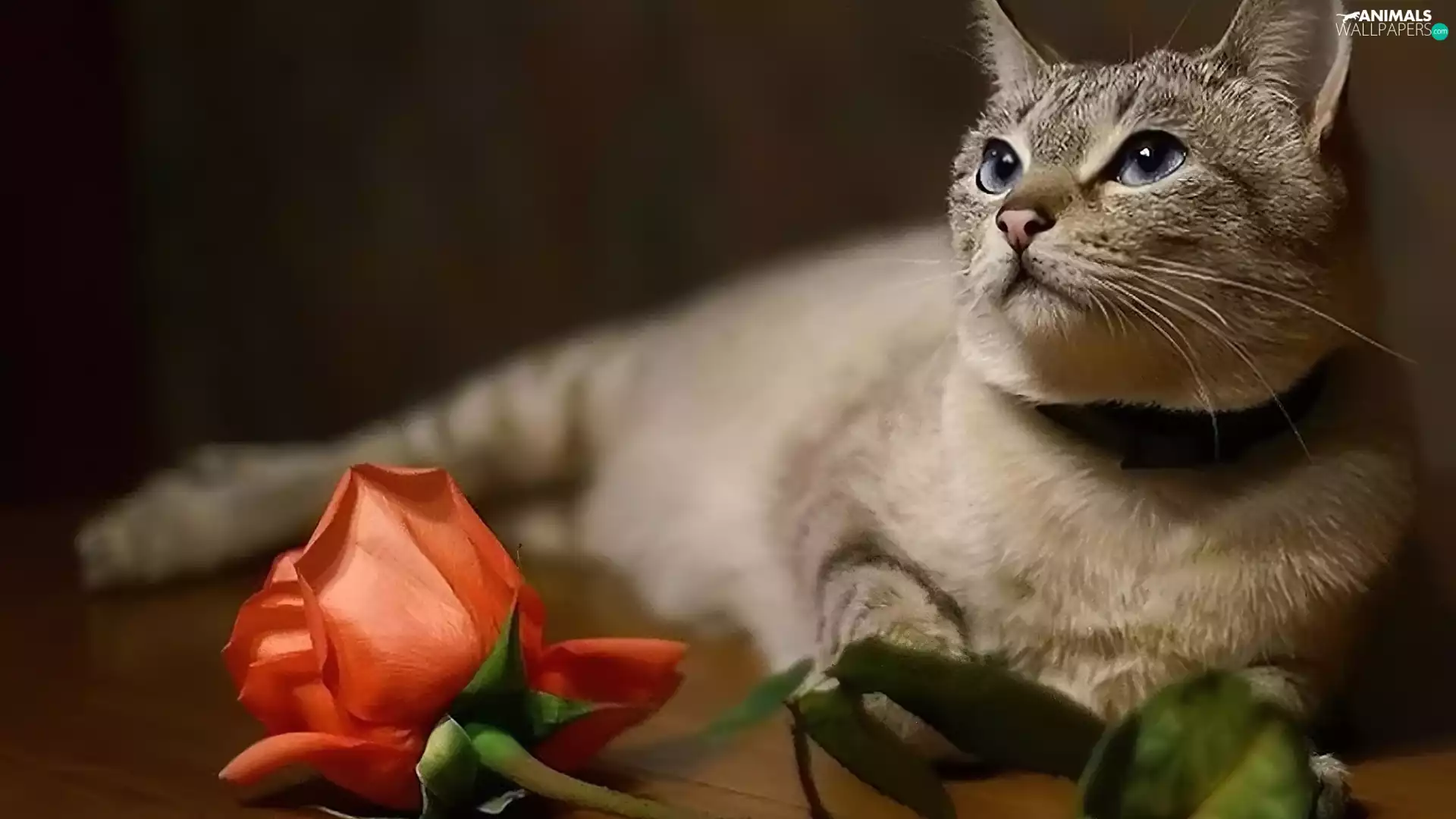 rose, cat, Colourfull Flowers