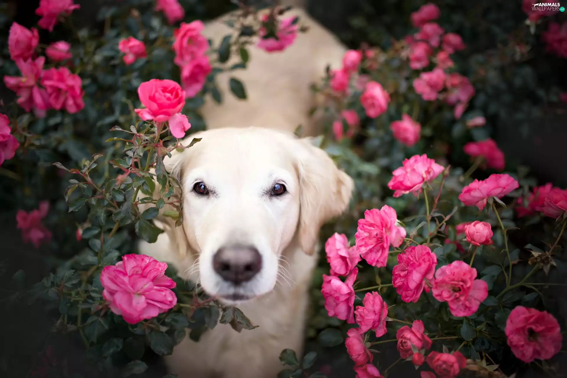 dog, Flowers, roses, Golden Retriever