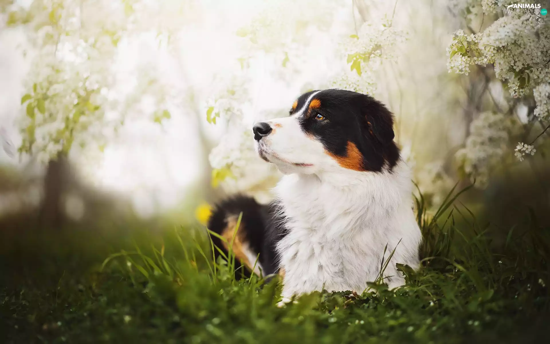 lying, Australian Shepherd, Flowers, Australian Shepherd