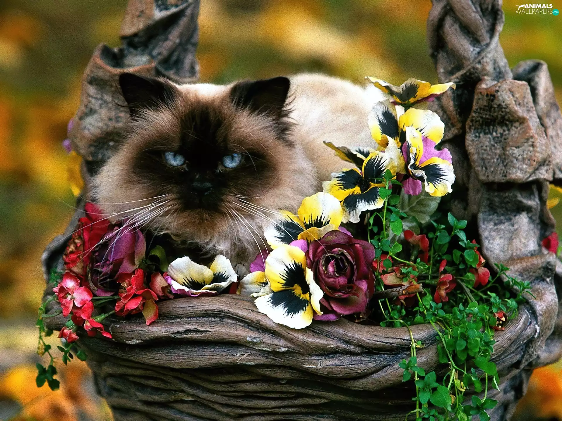 Flowers, kitten, siamese