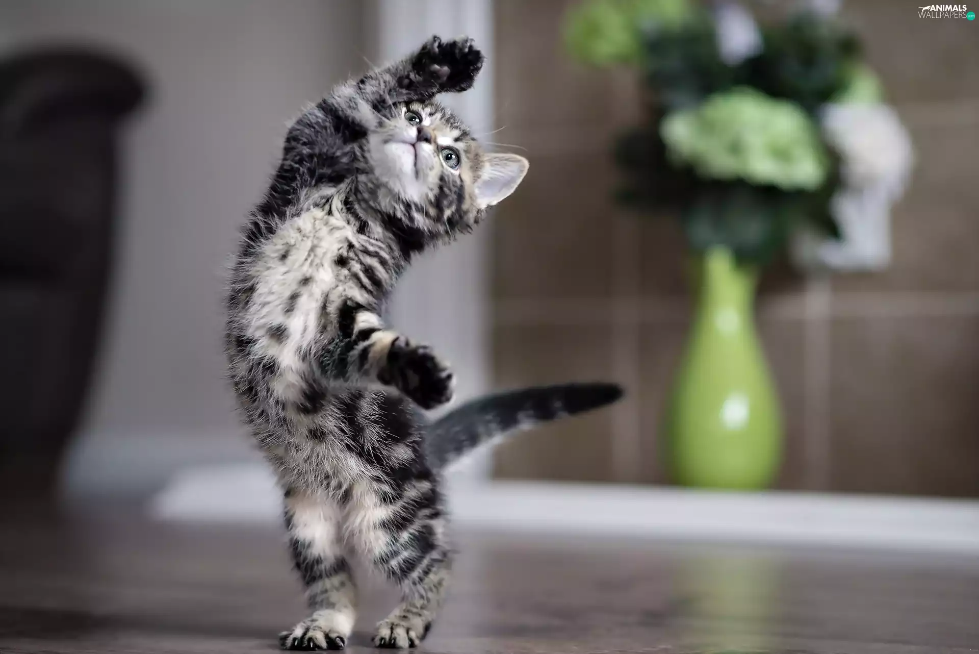 bowl, Flowers, small, kitten, dancing