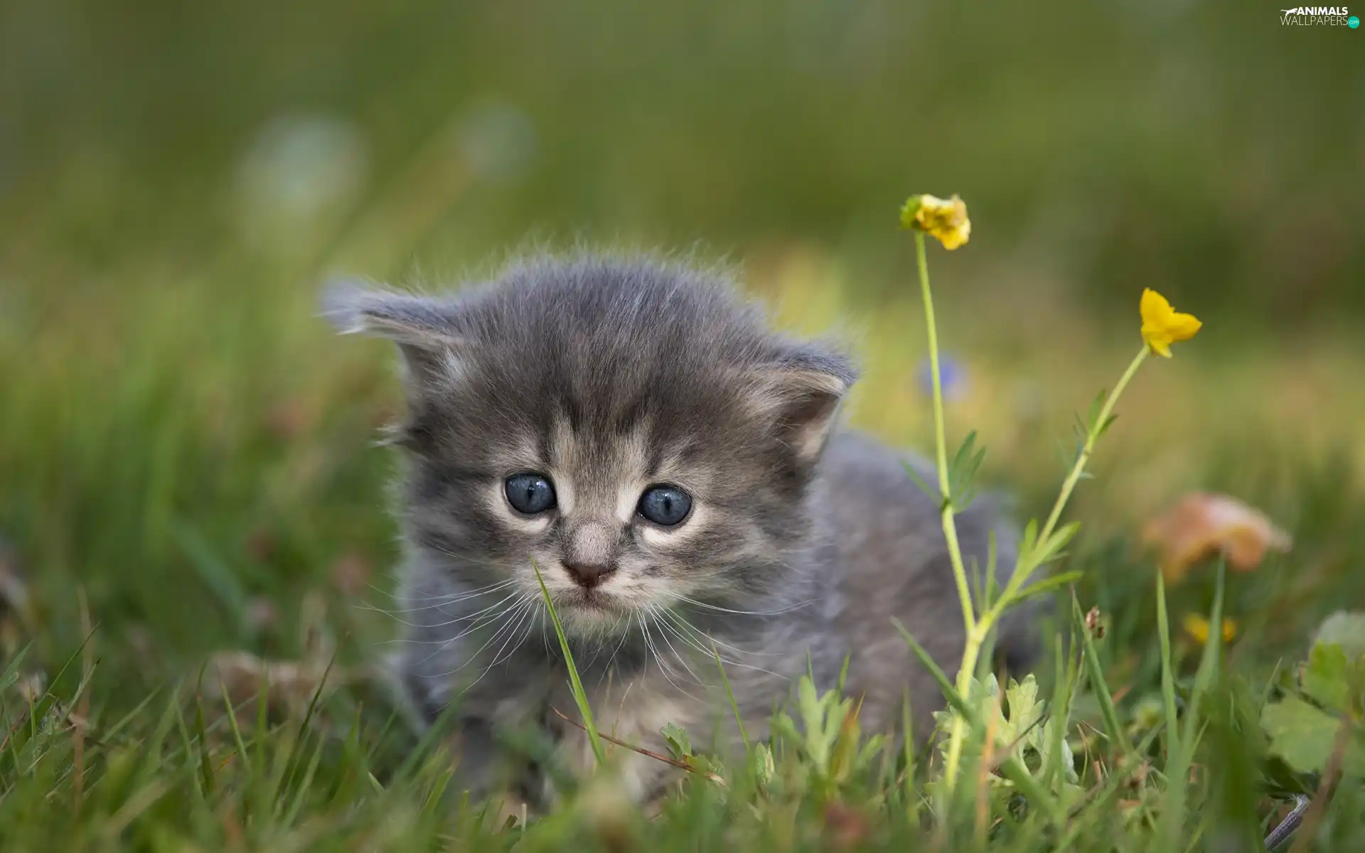 grass, Flowers, small, cat, Gray