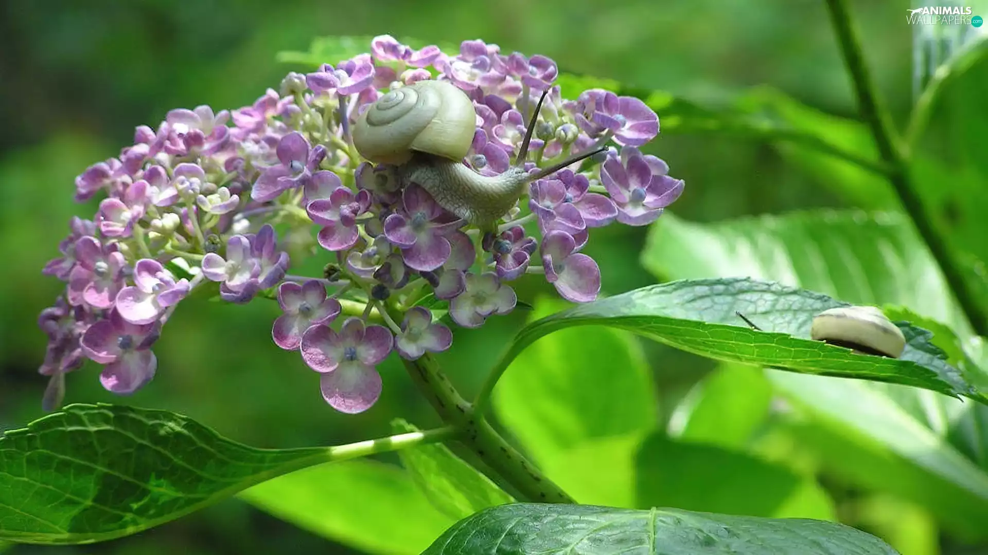 snail, Violet, Colourfull Flowers