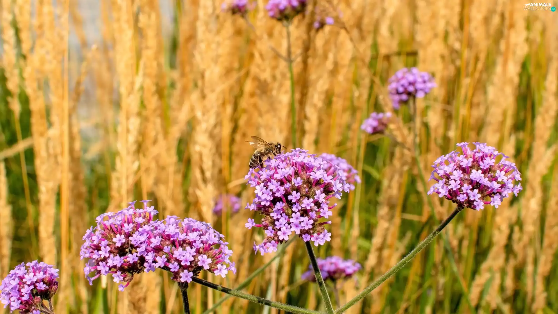 bee, Flowers, South American Vervain