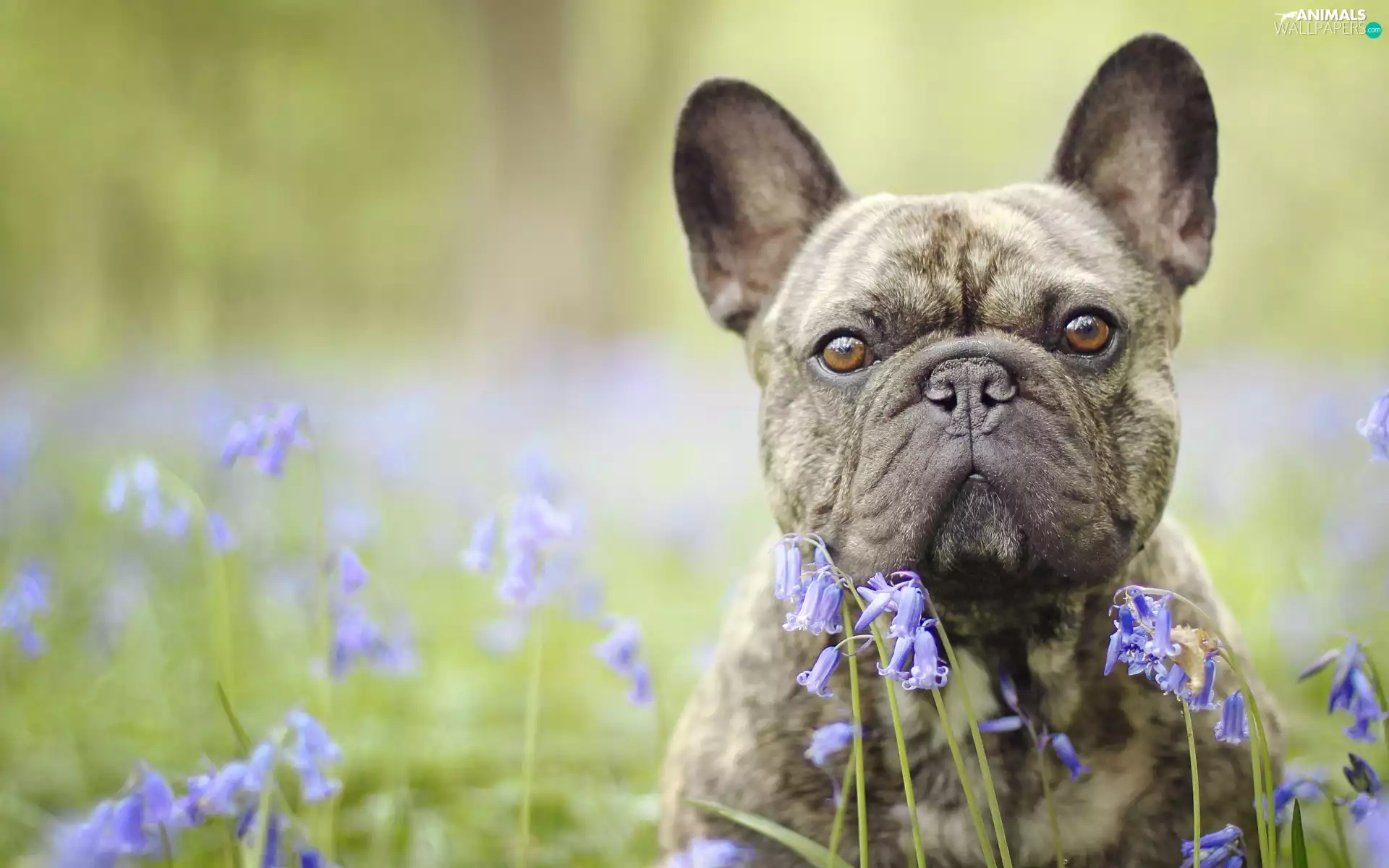 dog, Flowers, squill, French Bulldog