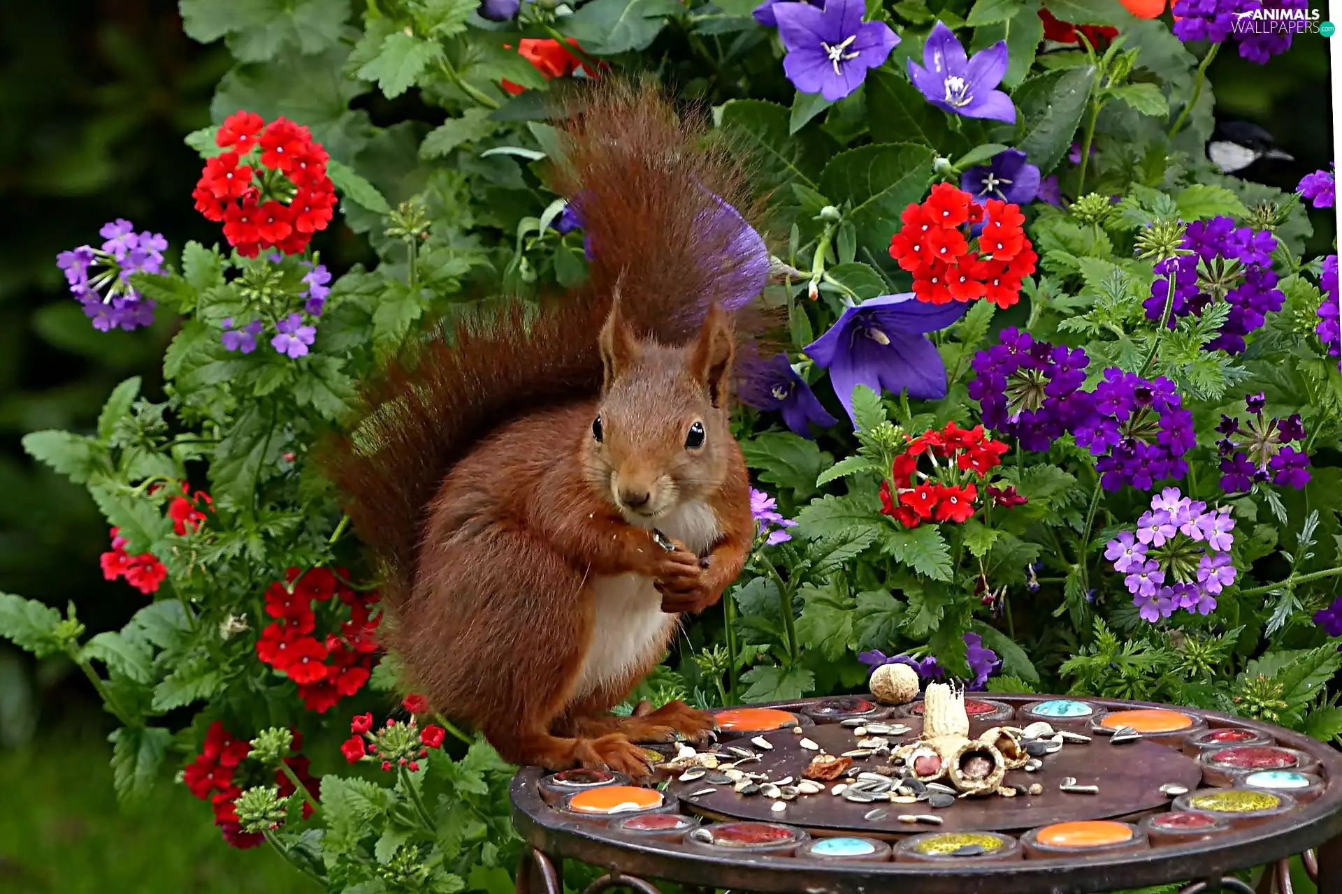squirrel, table, food, Flowers