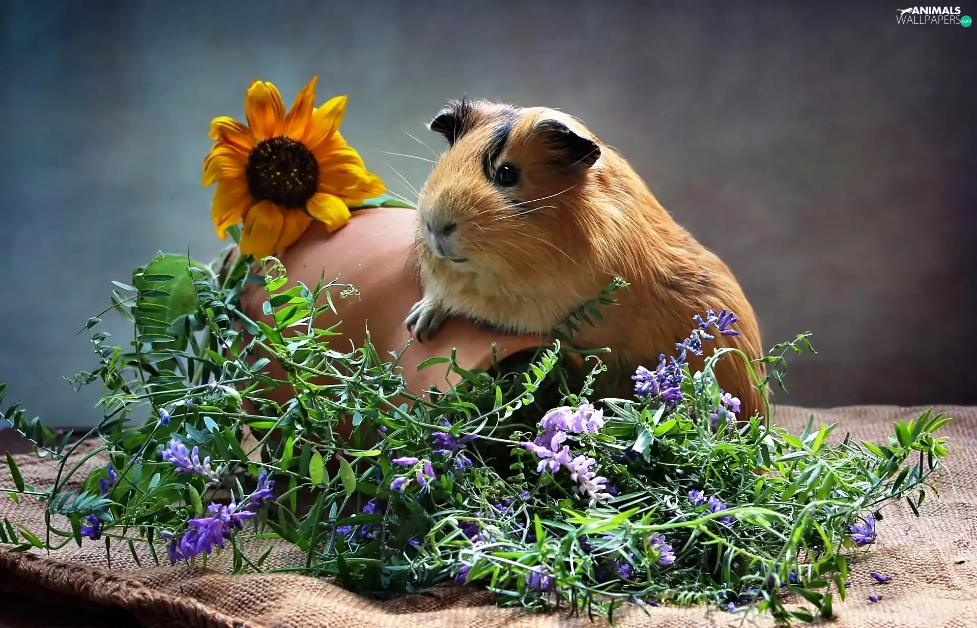 Sunflower, guinea pig, Flowers