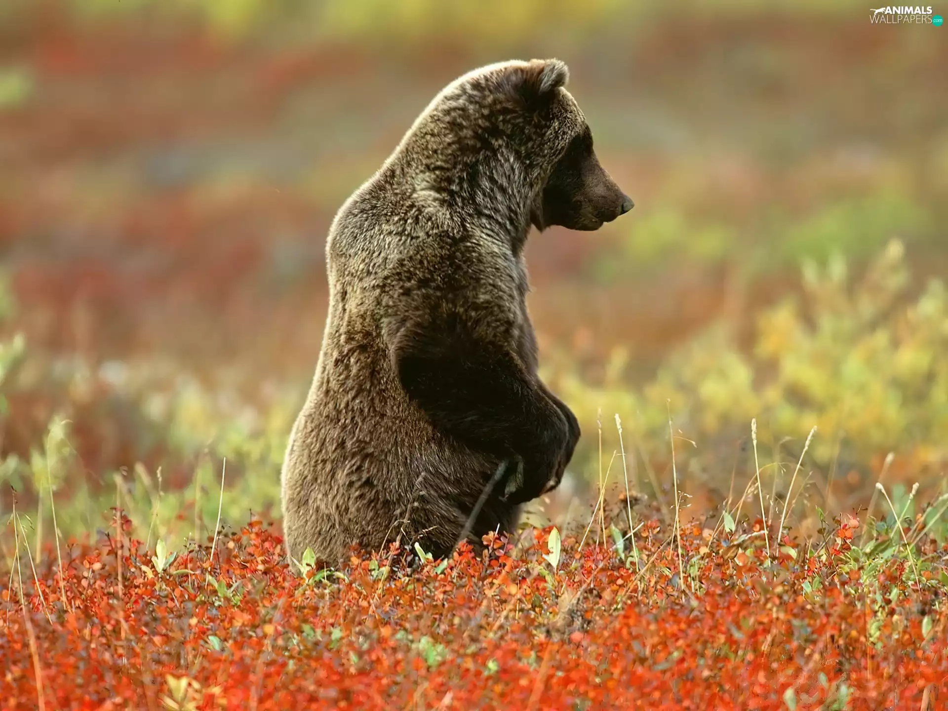 teddy bear, Meadow, Flowers