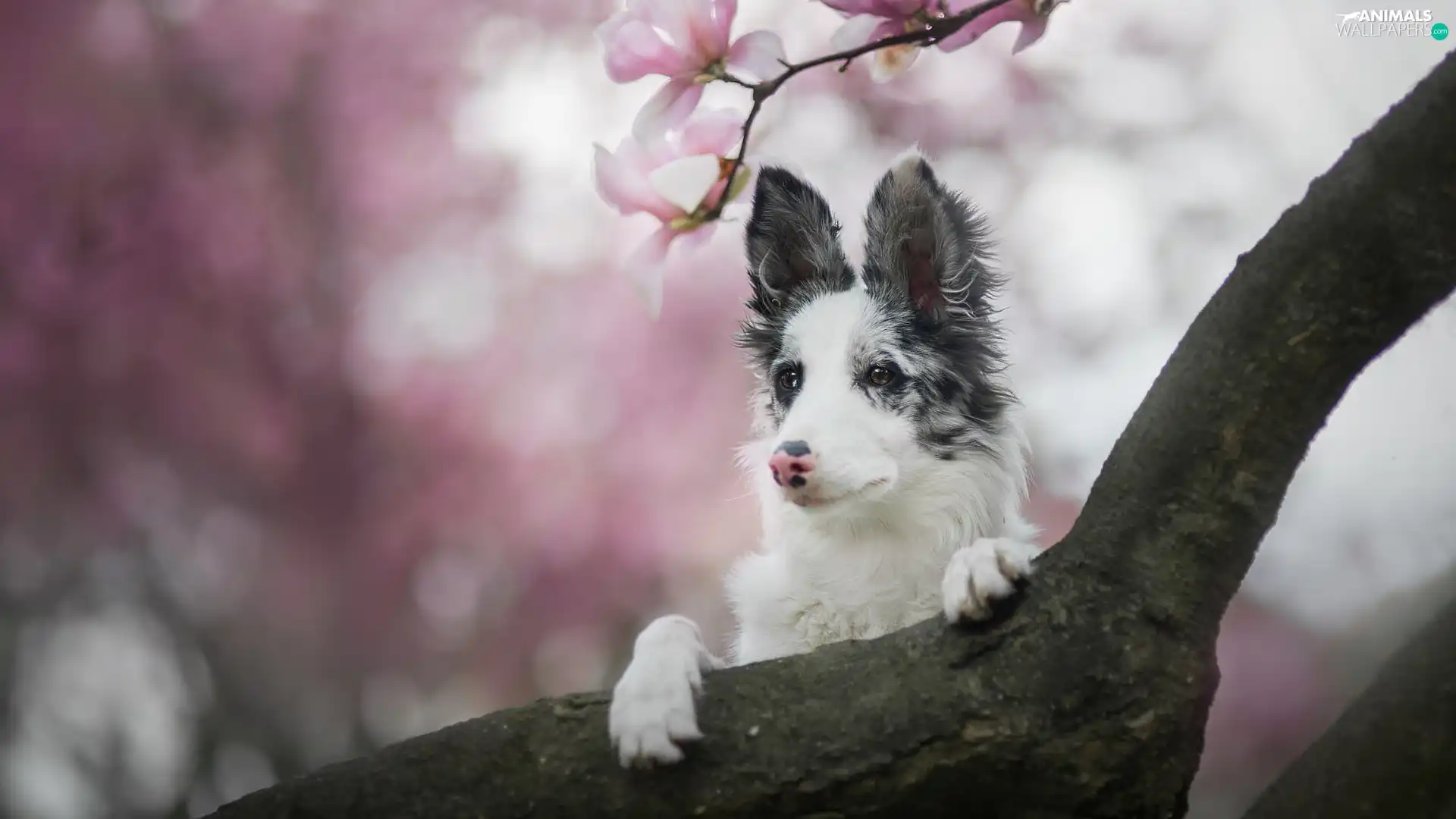 Flowers, Magnolia, Border Collie, Lod on the beach, dog