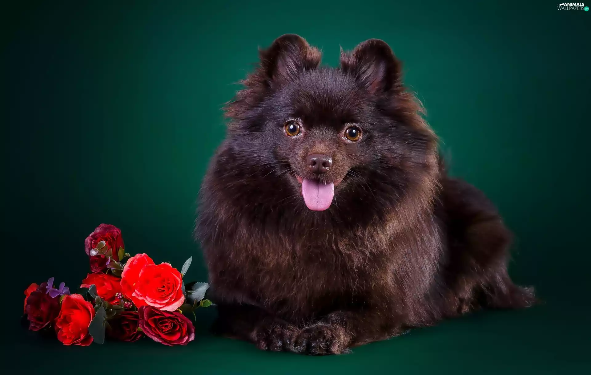Flowers, doggy, Tounge