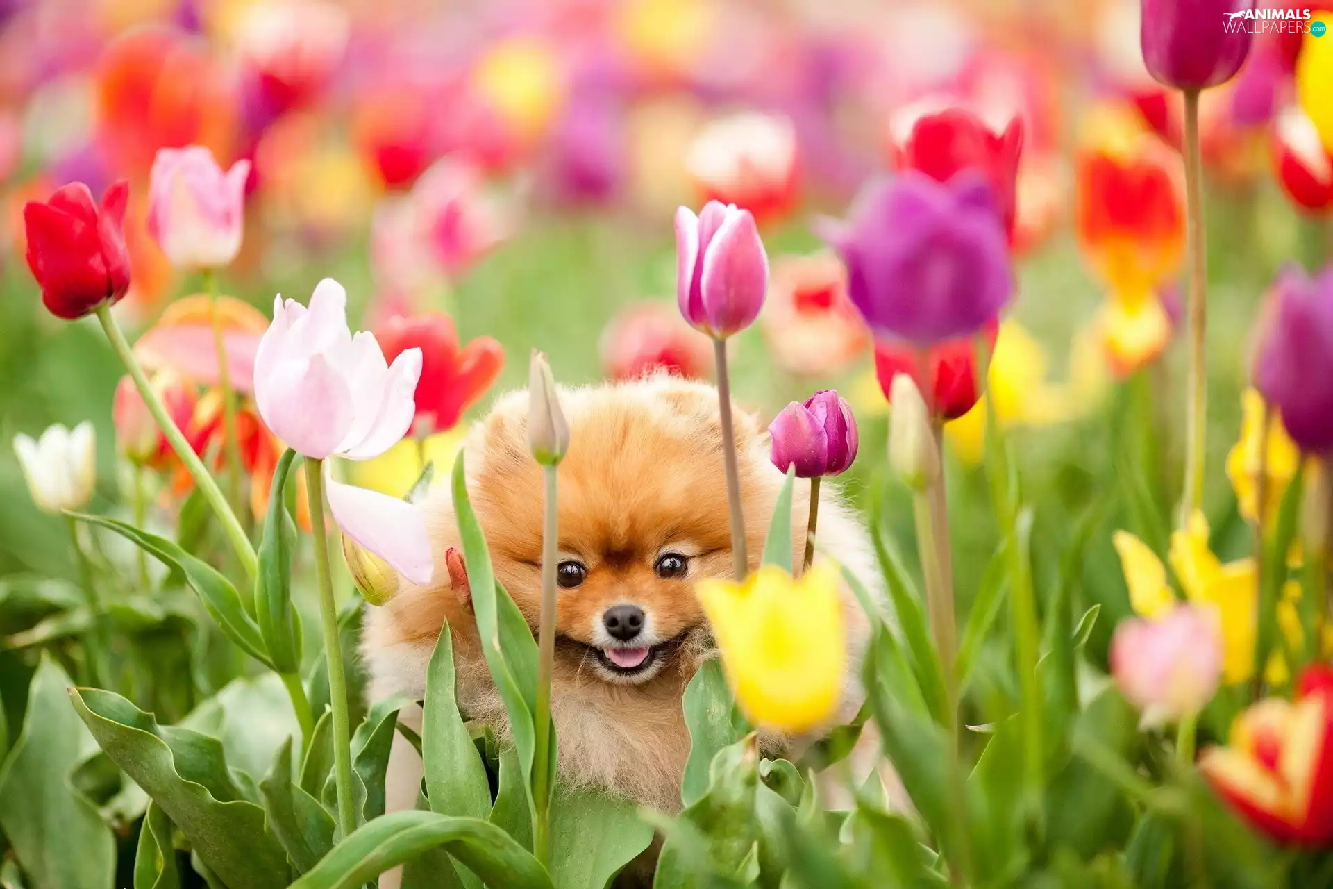 dog, Flowers, Tulips, Toy Spitz