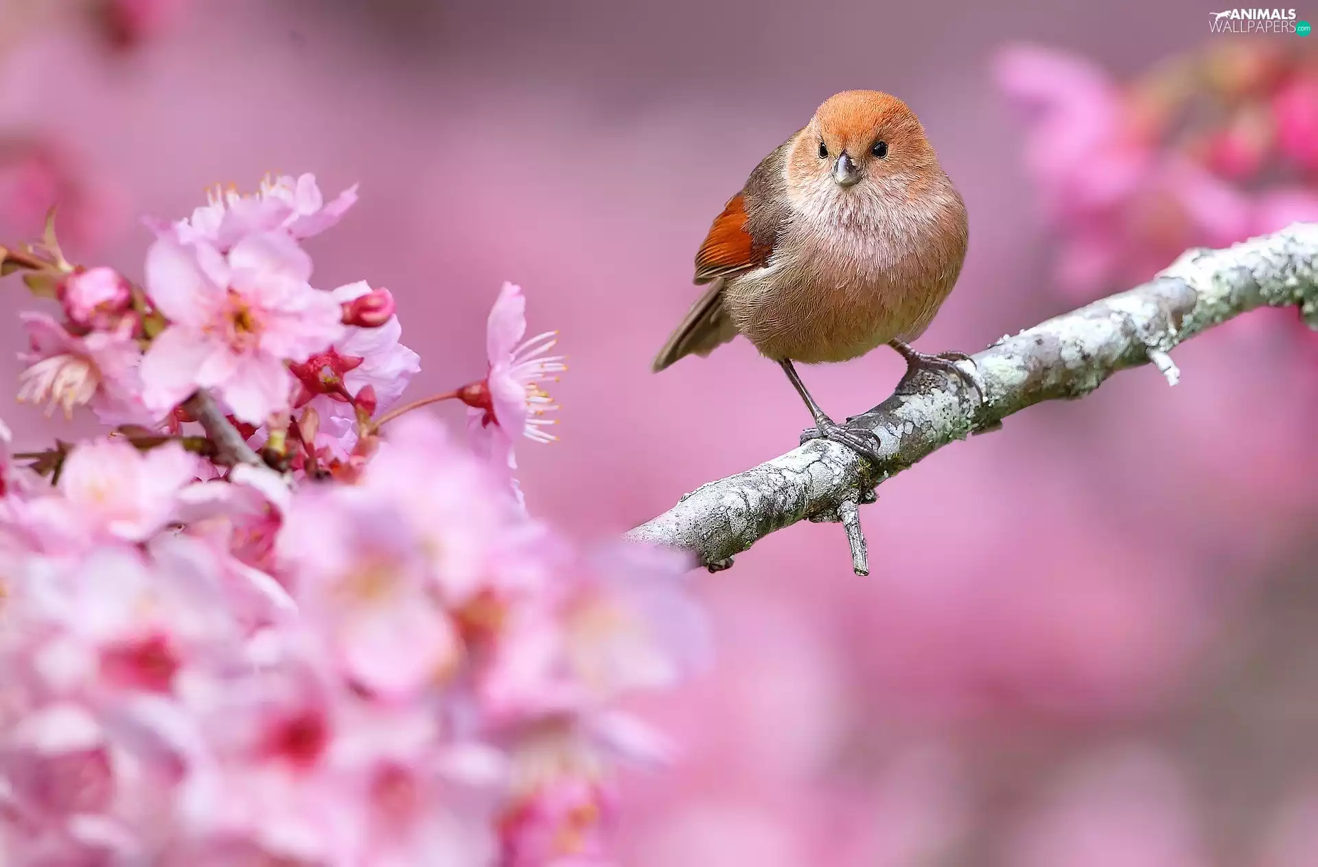 Flowers, birdies, twig