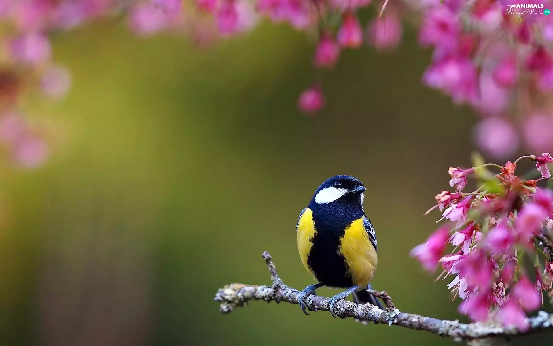 Flowers, tit, twig