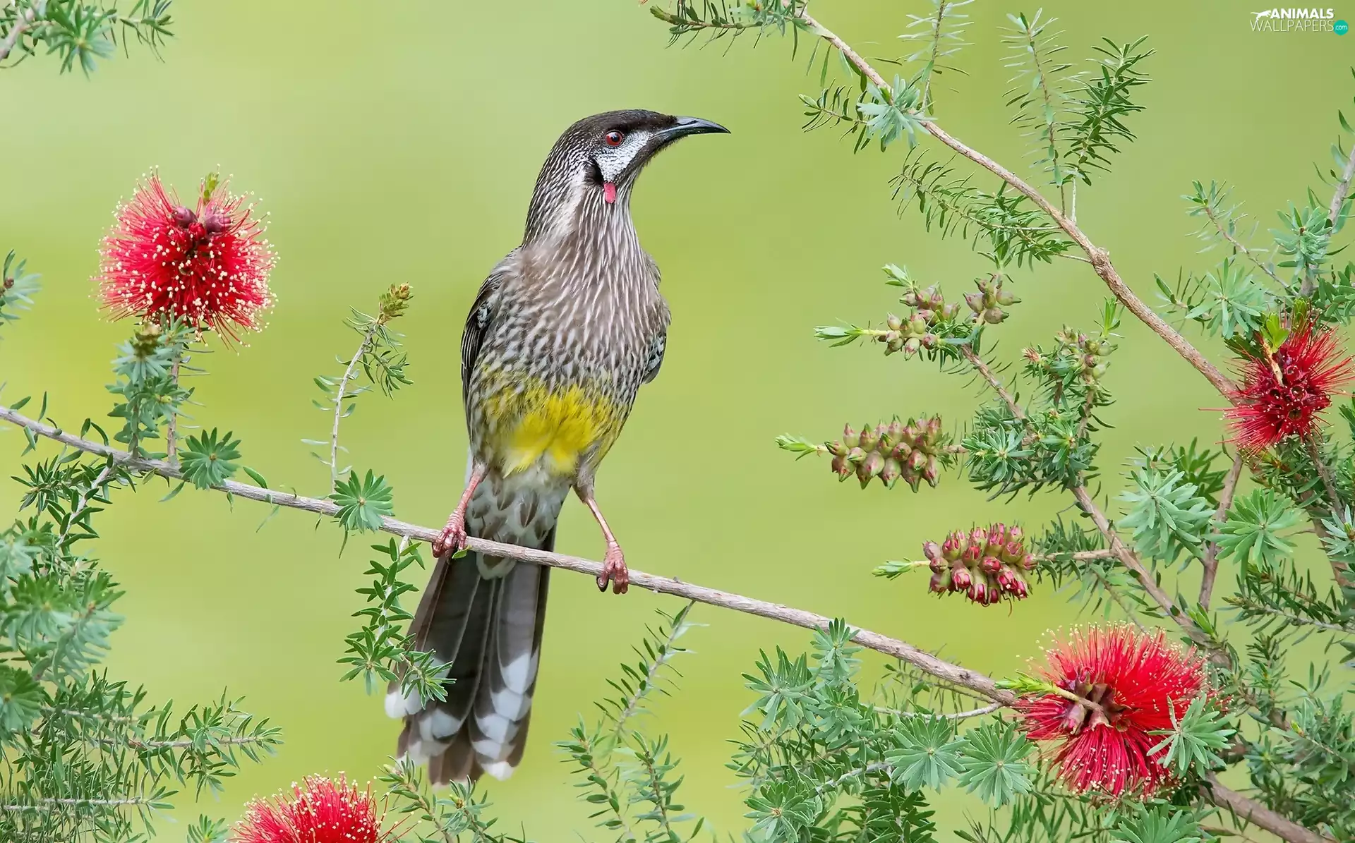 Flowers, Bird, Twigs