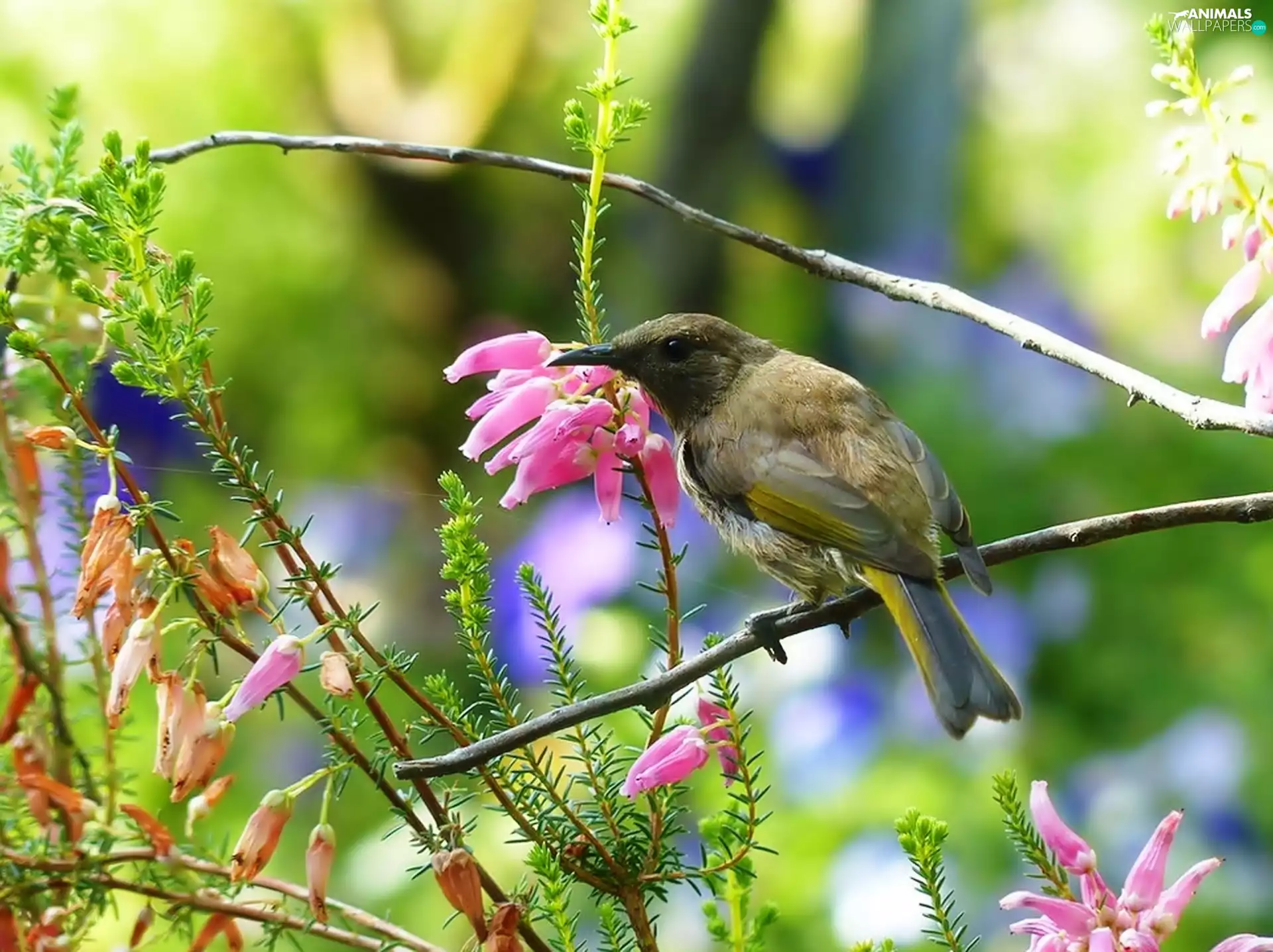 Flowers, birdies, Twigs