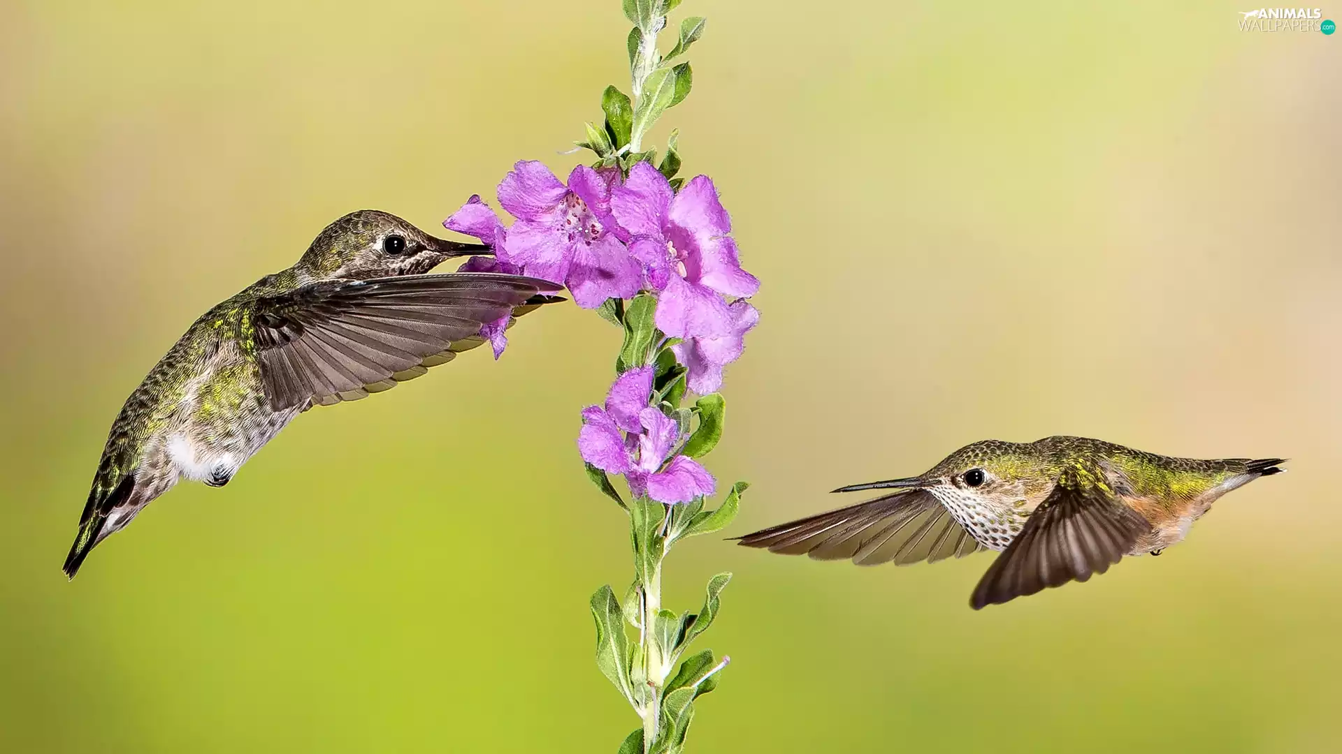 Colourfull Flowers, Two cars, hummingbirds