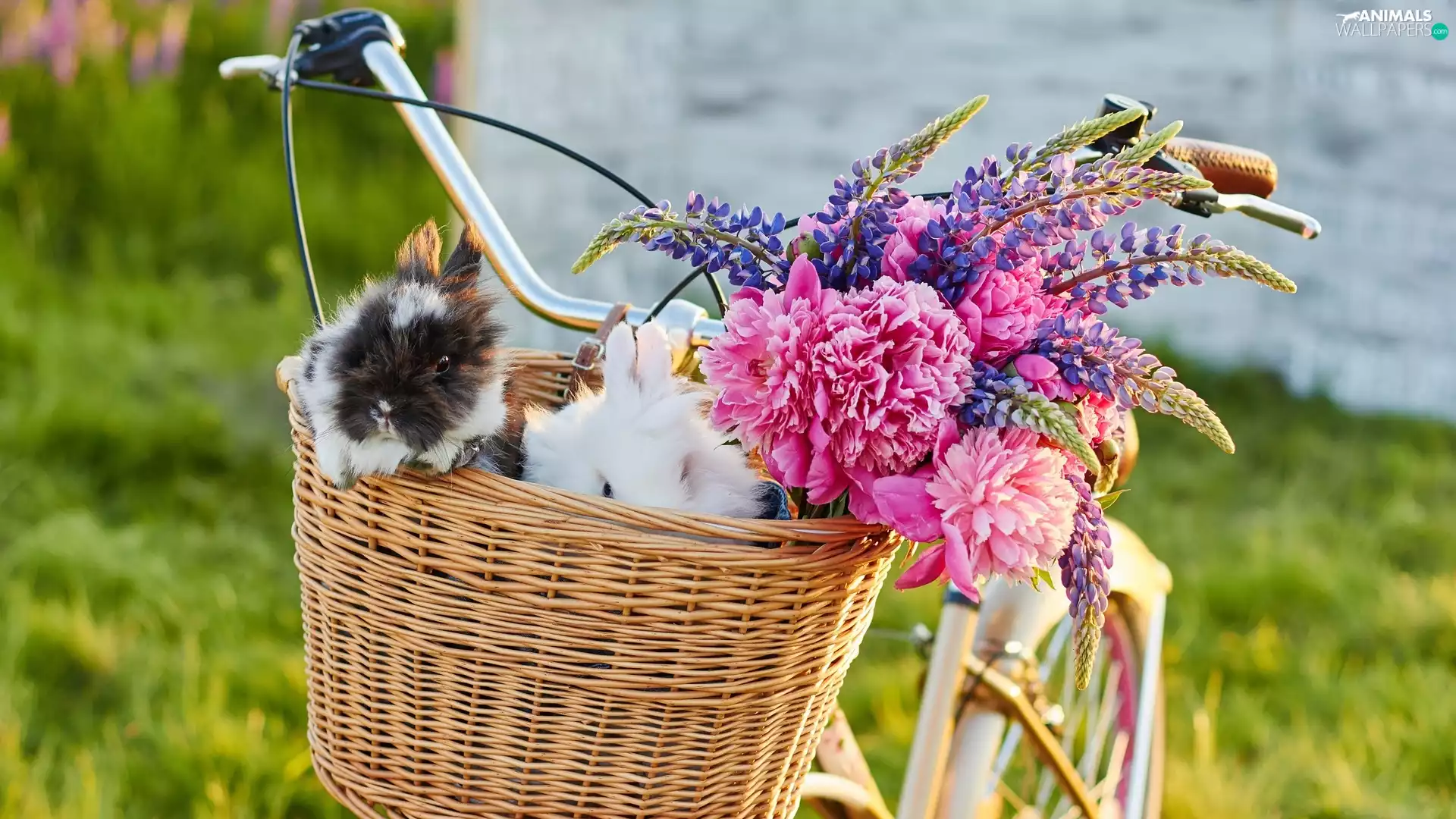 Flowers, lupine, Bike, Peonies, basket, Rabbits, Two cars, wicker