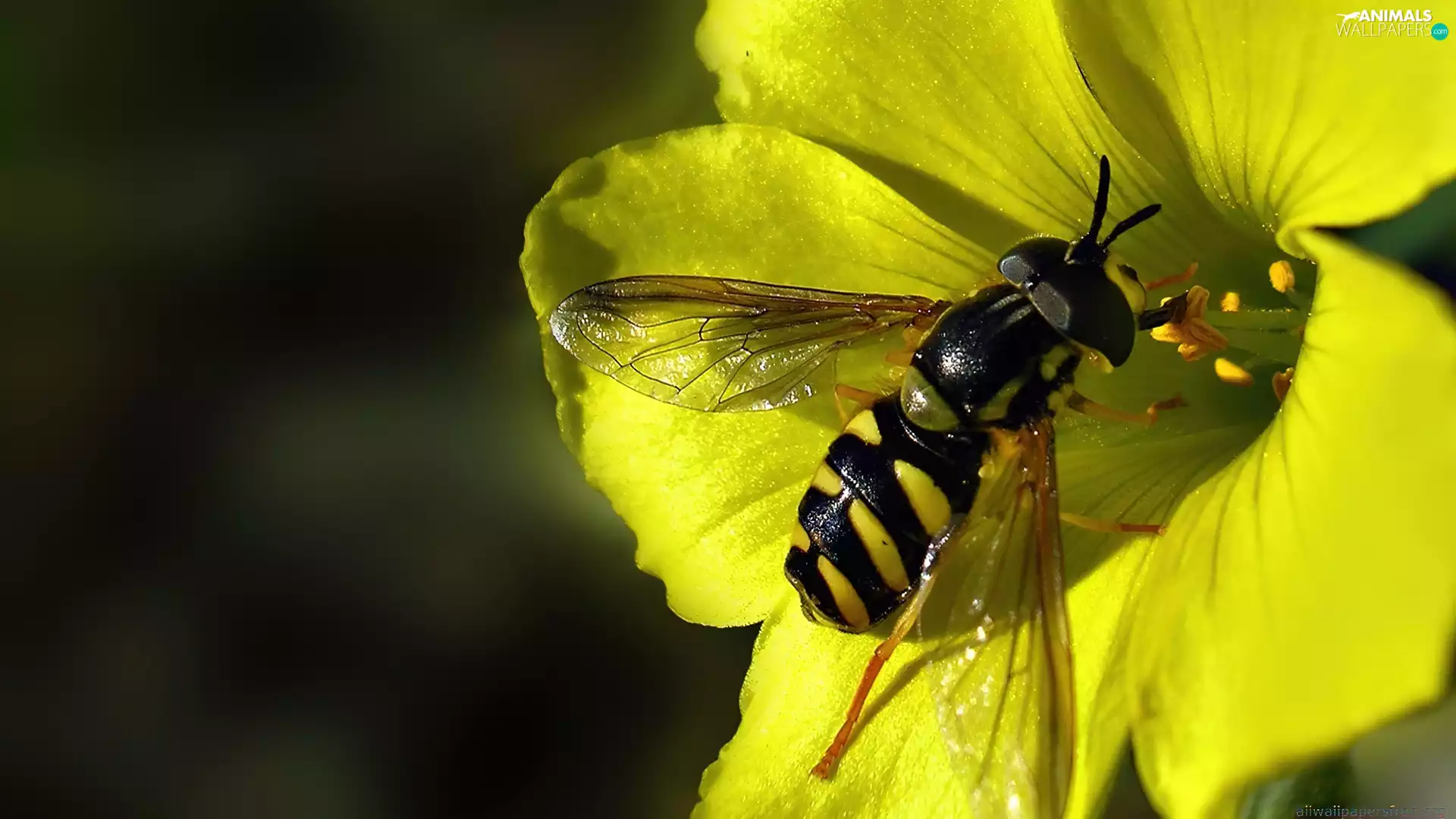 wasp, Yellow, Colourfull Flowers