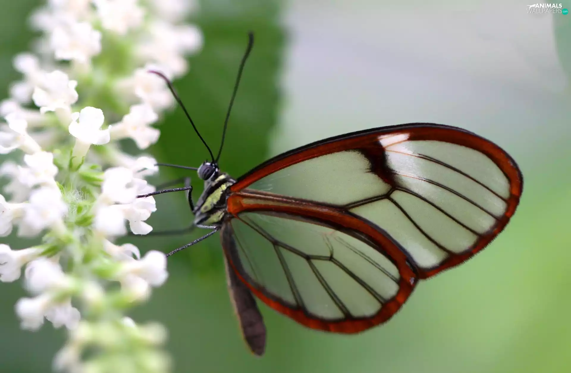 Flowers, butterfly, White