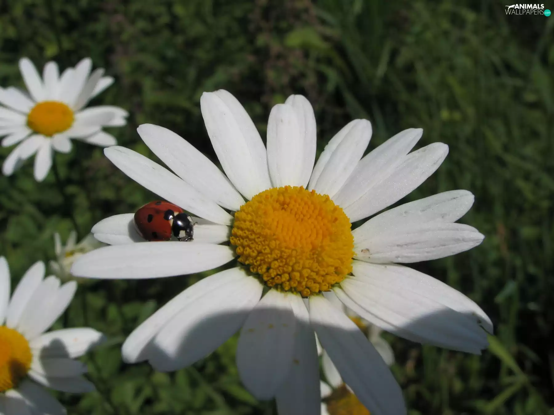 White, ladybird, Garden, Flowers