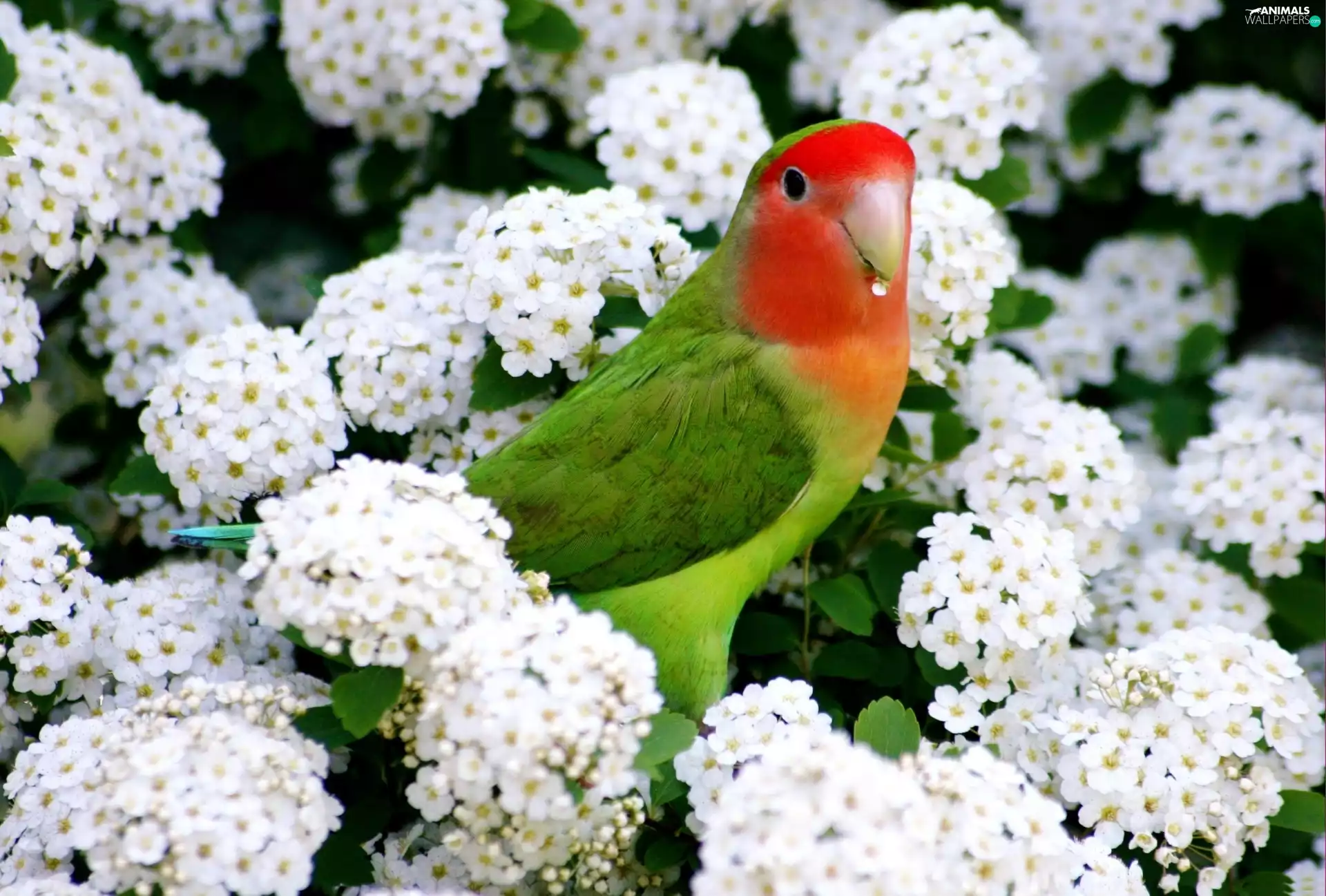 White, Coloured, parrot, Flowers