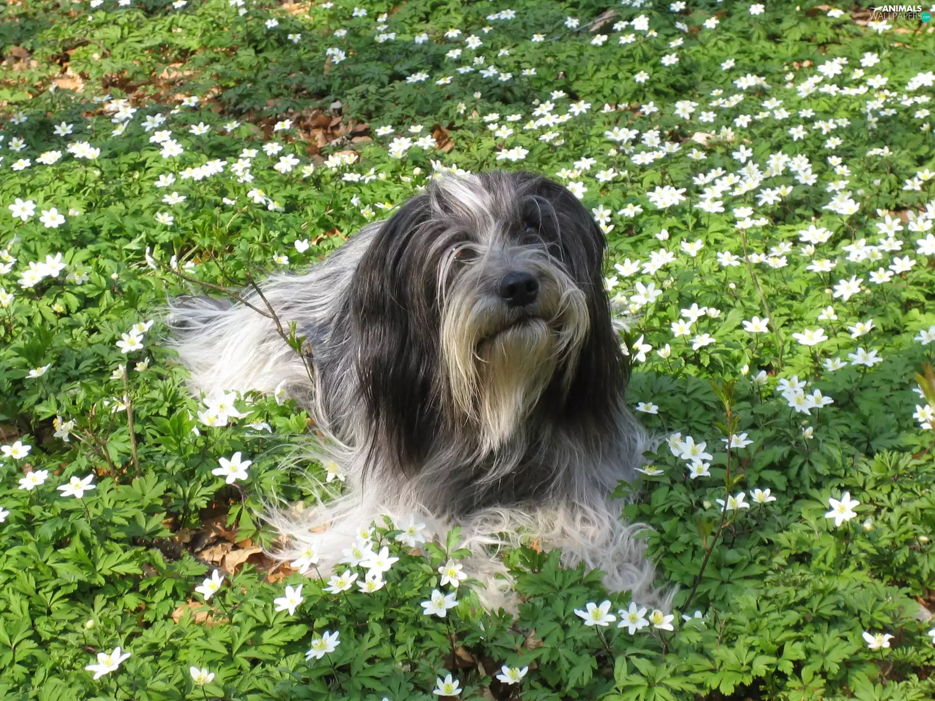 Flowers, Schapendoes, White