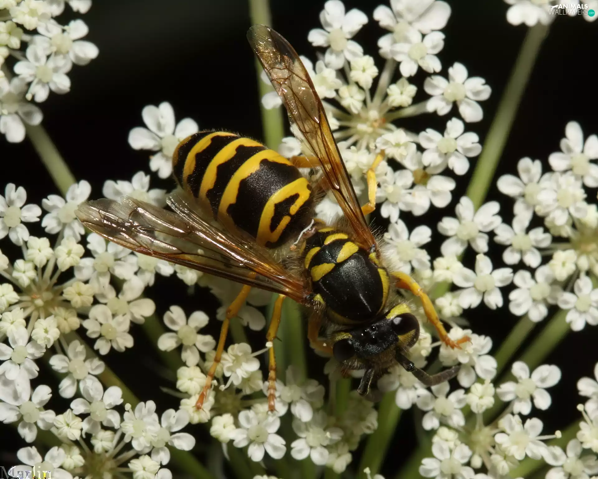 Flowers, wasp, White