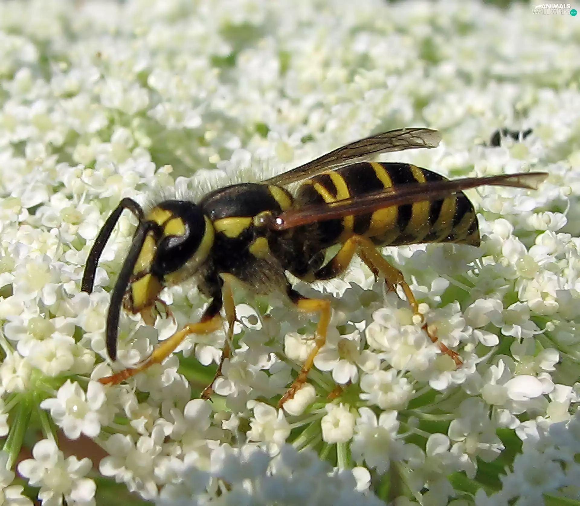 Flowers, wasp, White