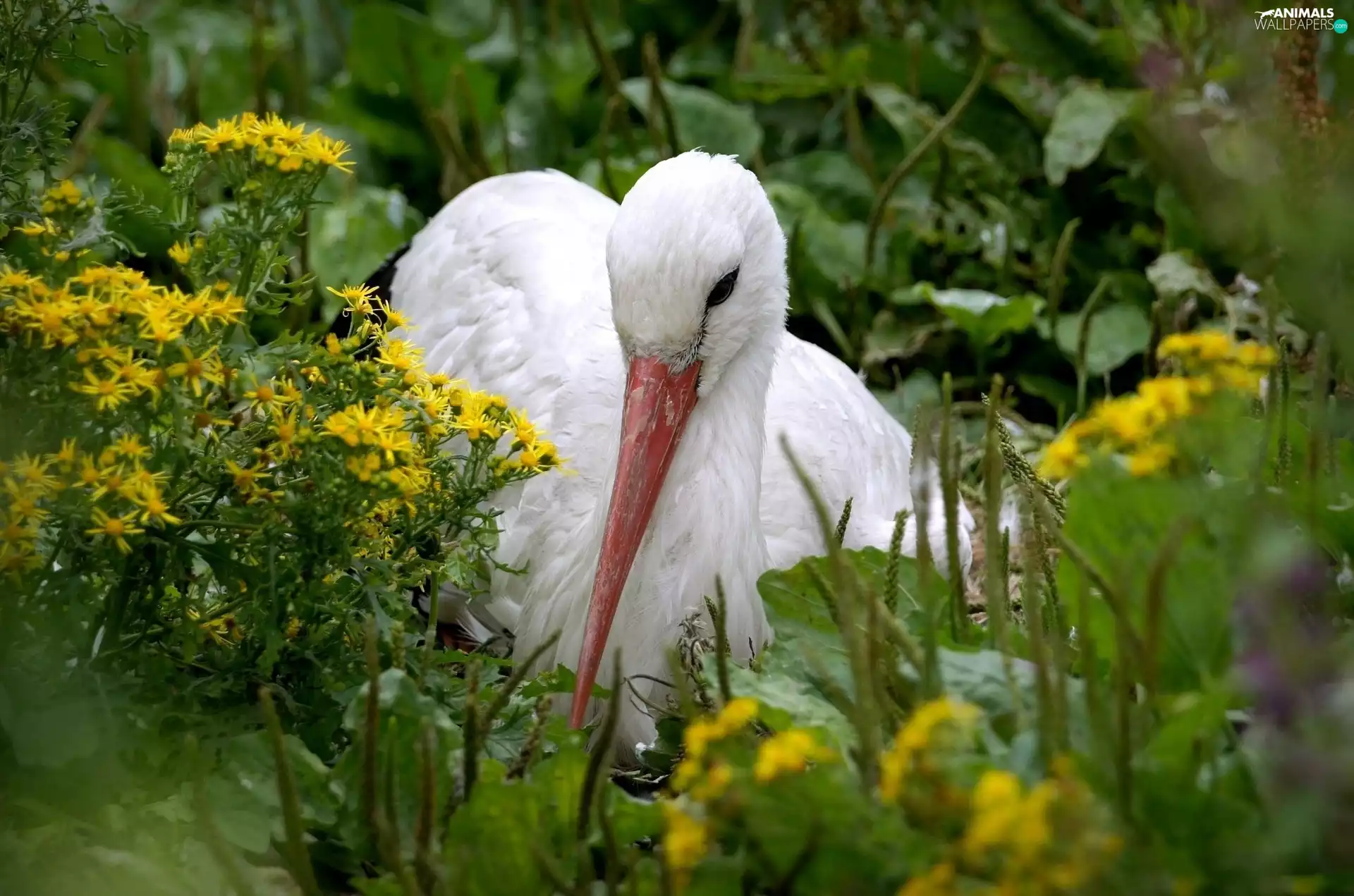 Flowers, stork, Wildflowers