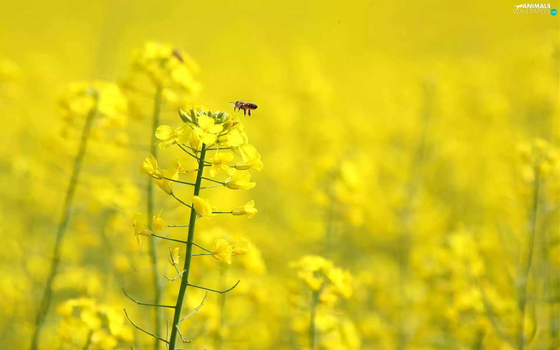Yellow, rape, Bee, Flowers