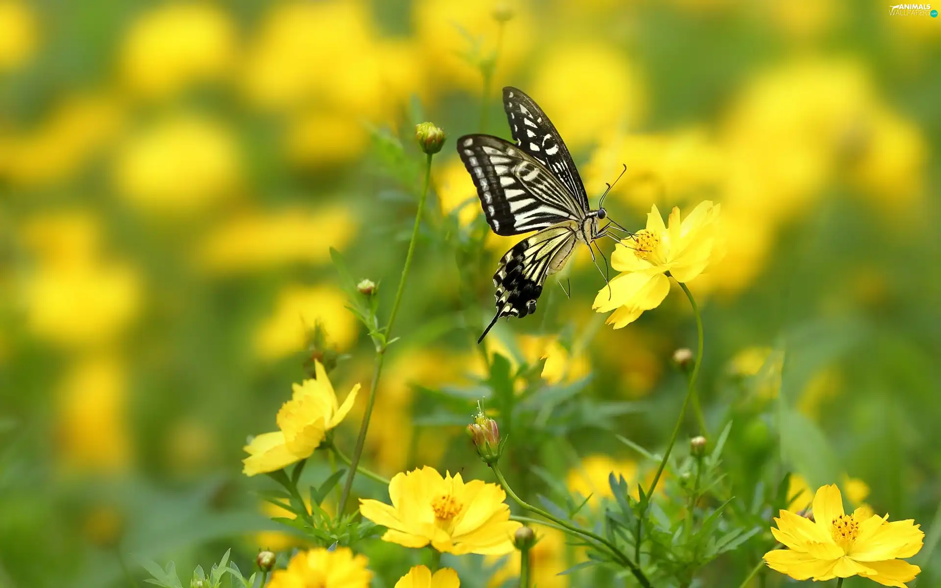 Yellow, Cosmos, butterfly, Flowers