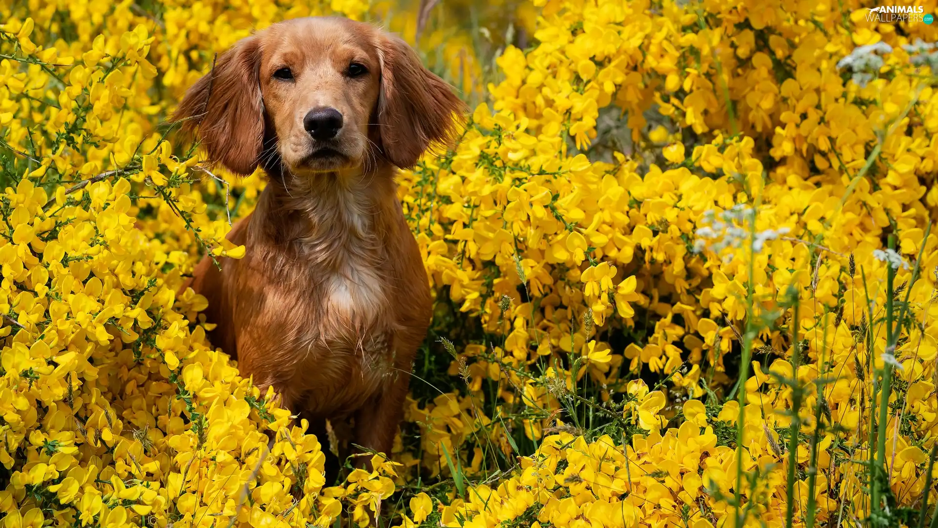 Flowers, dog, Yellow